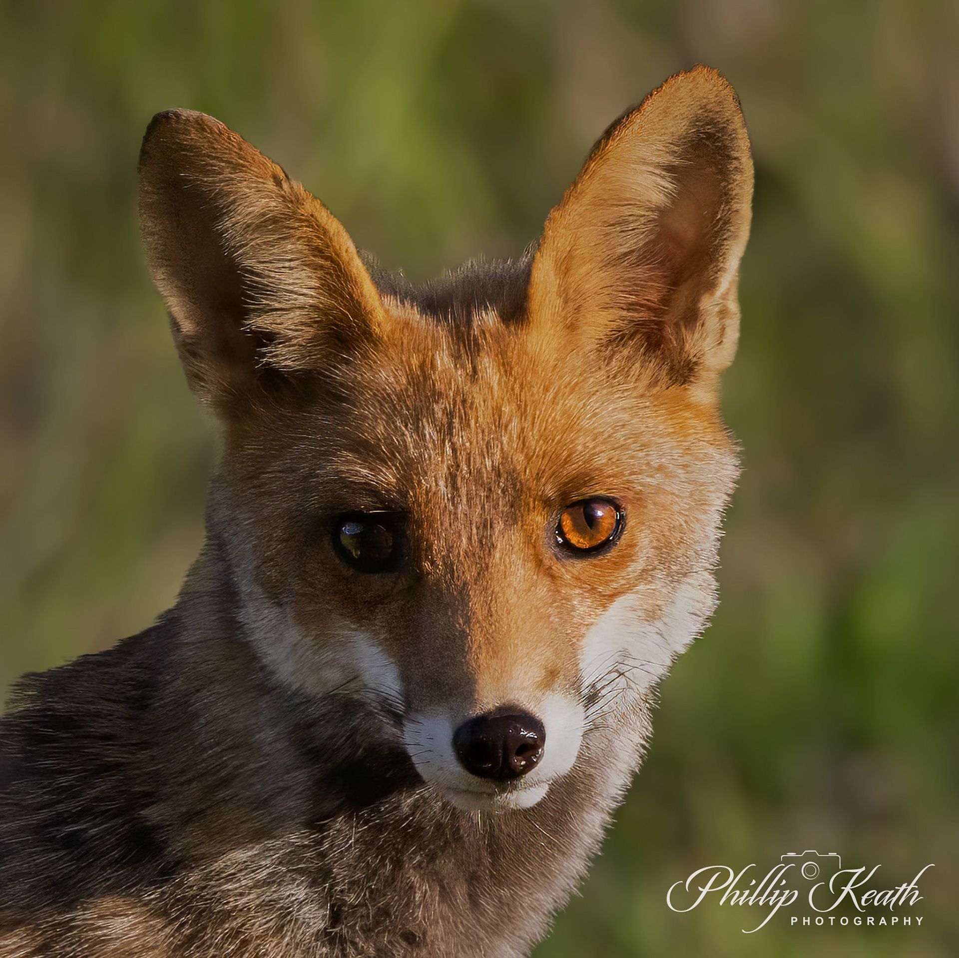 Red Fox Portrait Image 5
