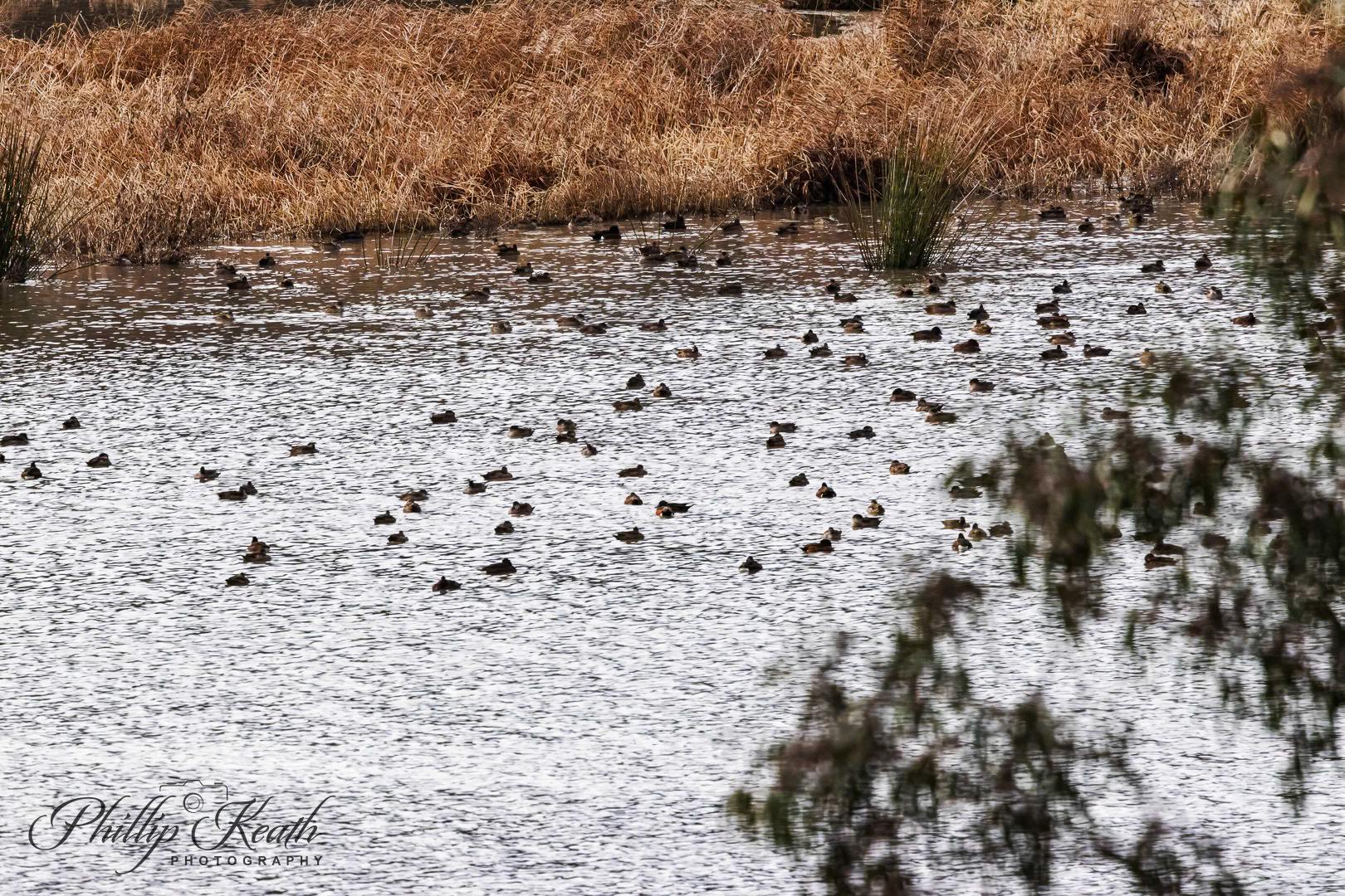Wetland Ducks Image 8 