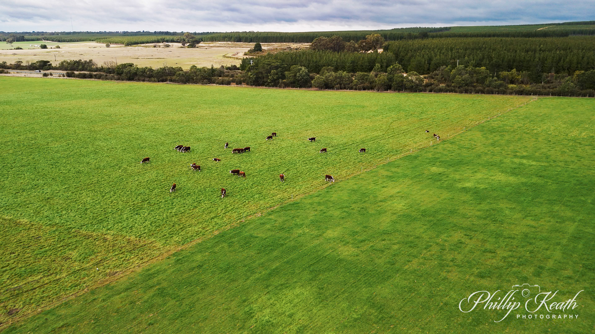 Cattle on the Farm Image 15
