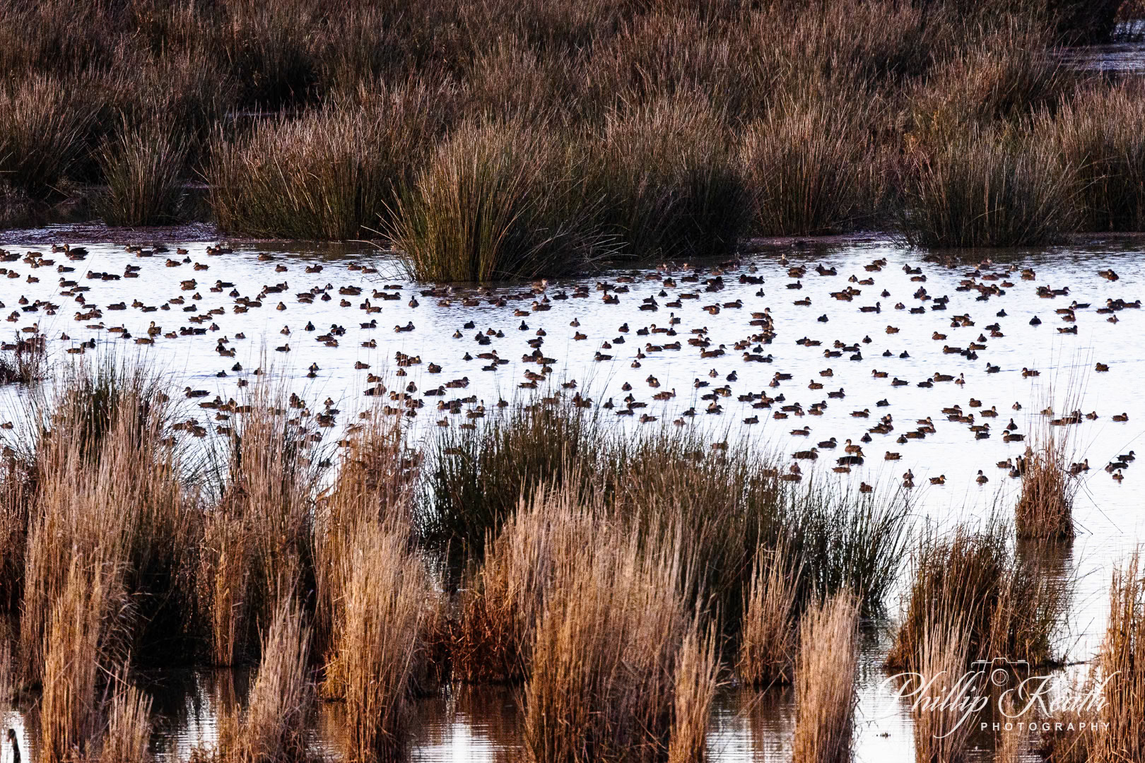 Teal & Black Ducks Image 34