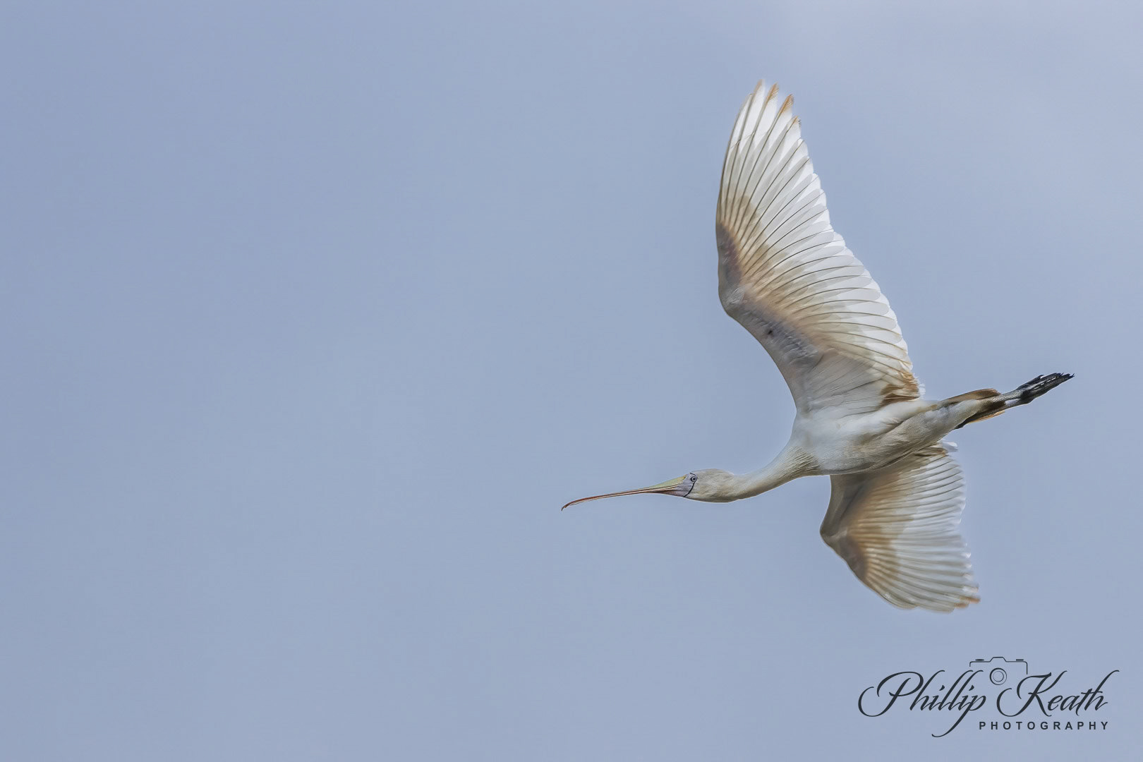 Yellow-billed Spoonbill Image 29