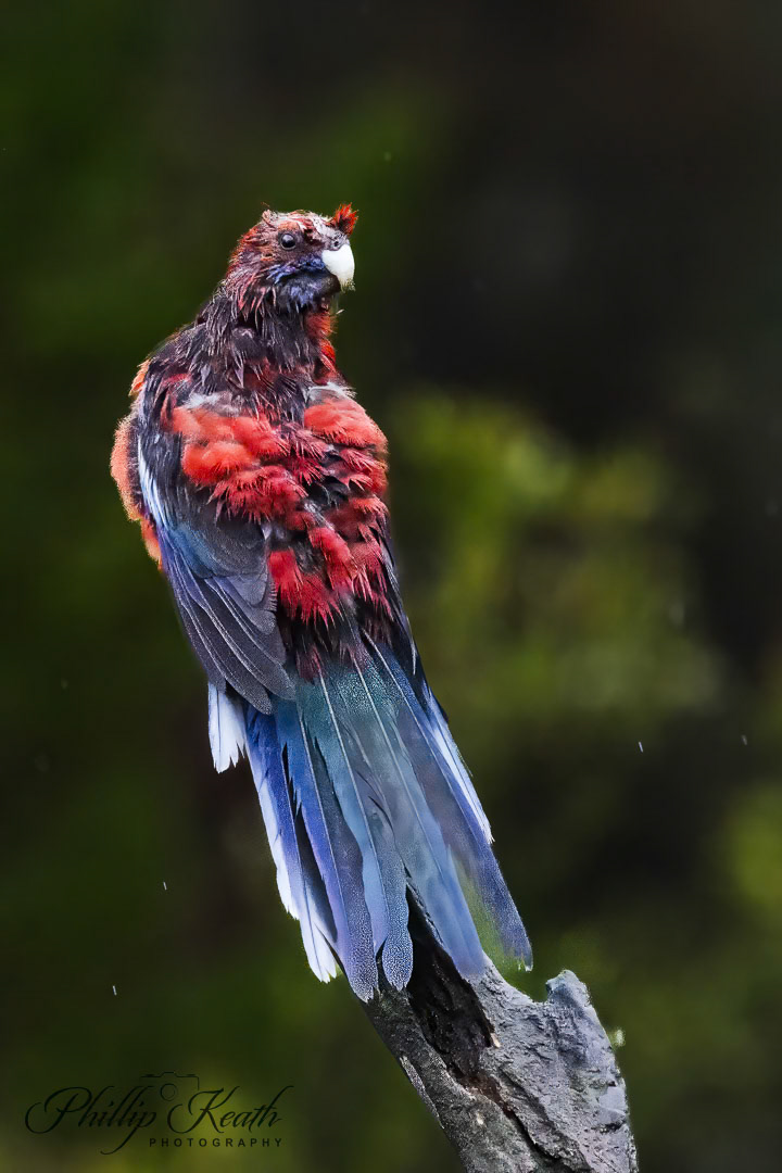 Crimson Rosella Image 21