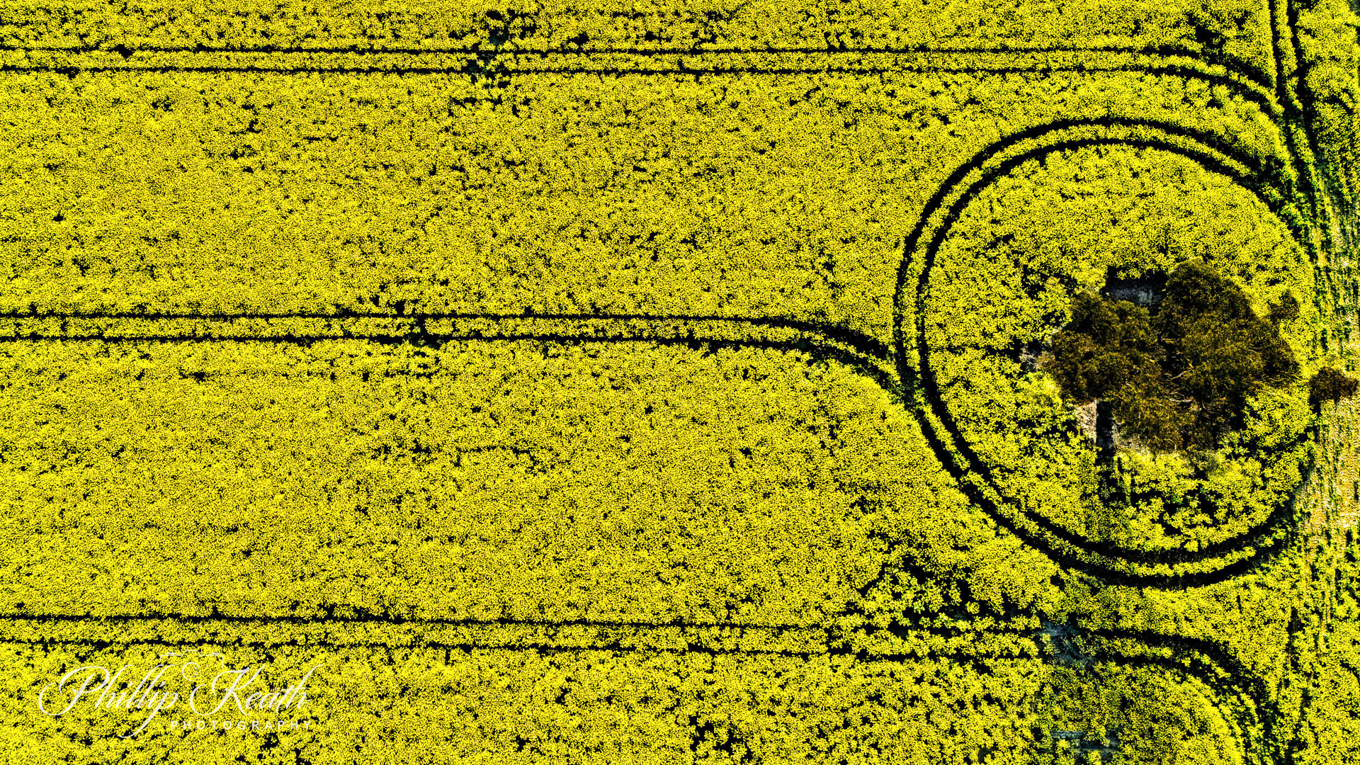 Patterns in the field Image 18