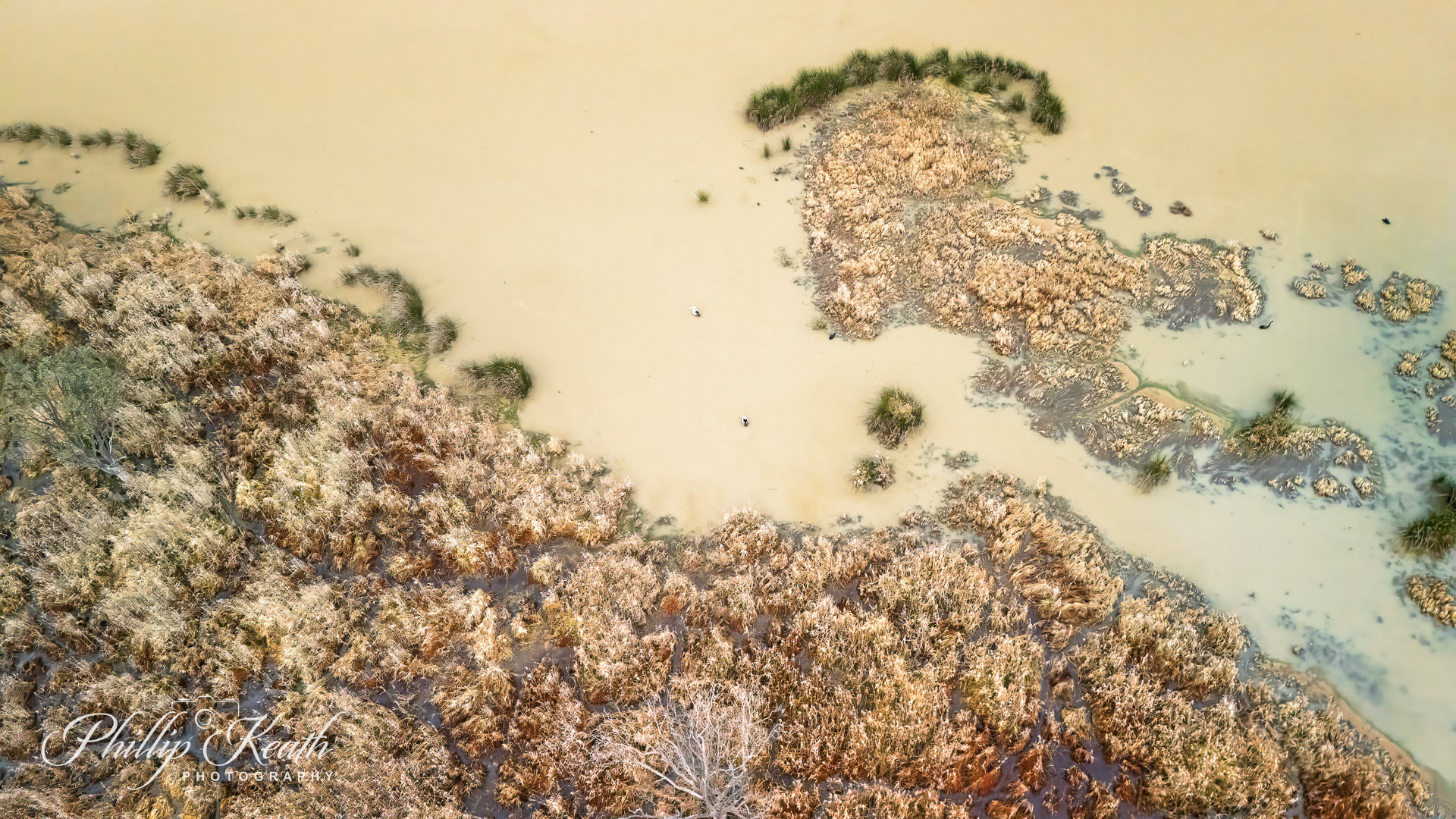 Top Down Aerial of 2 Pelicans Image 3