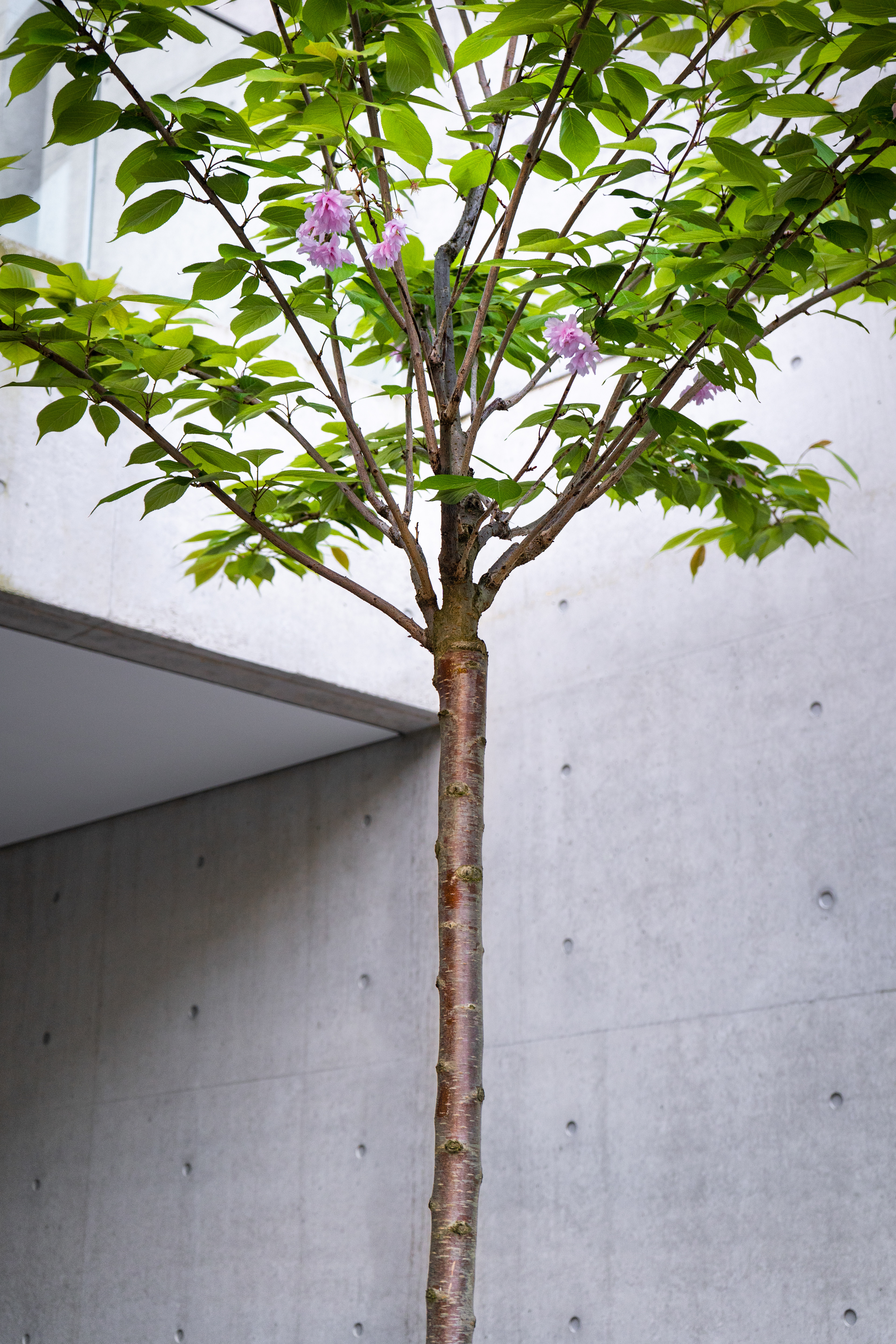 Shooting Architektur - Tadao Ando