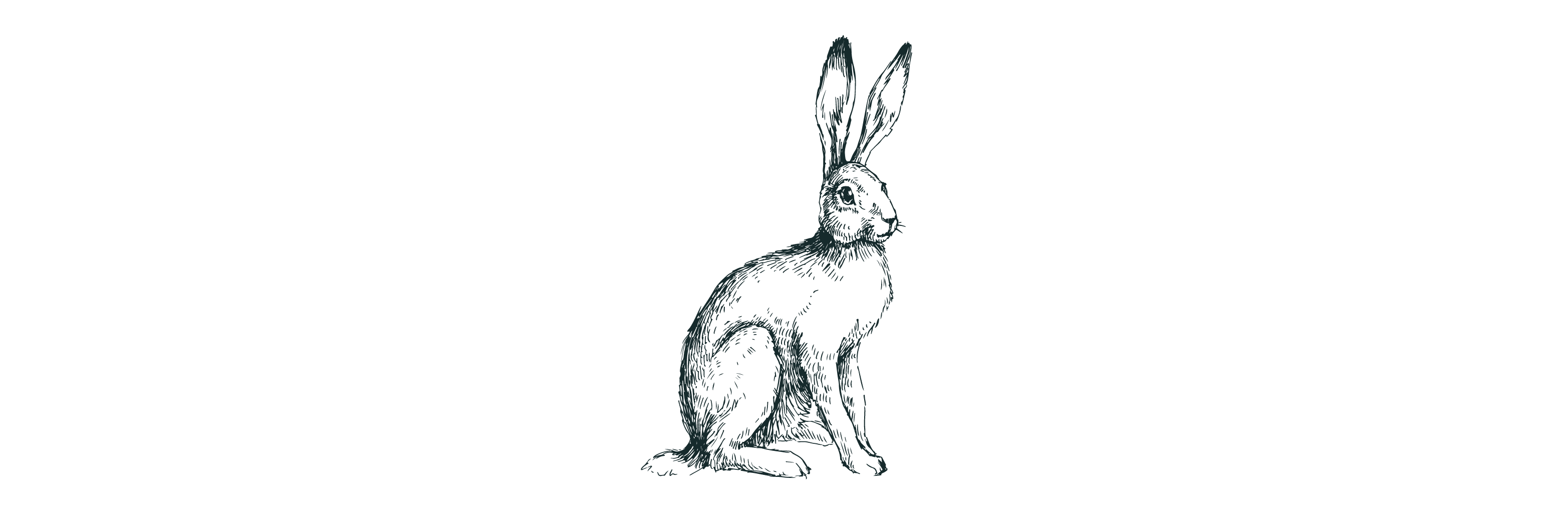 Lepus