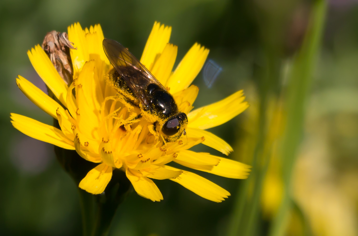 yellow bee