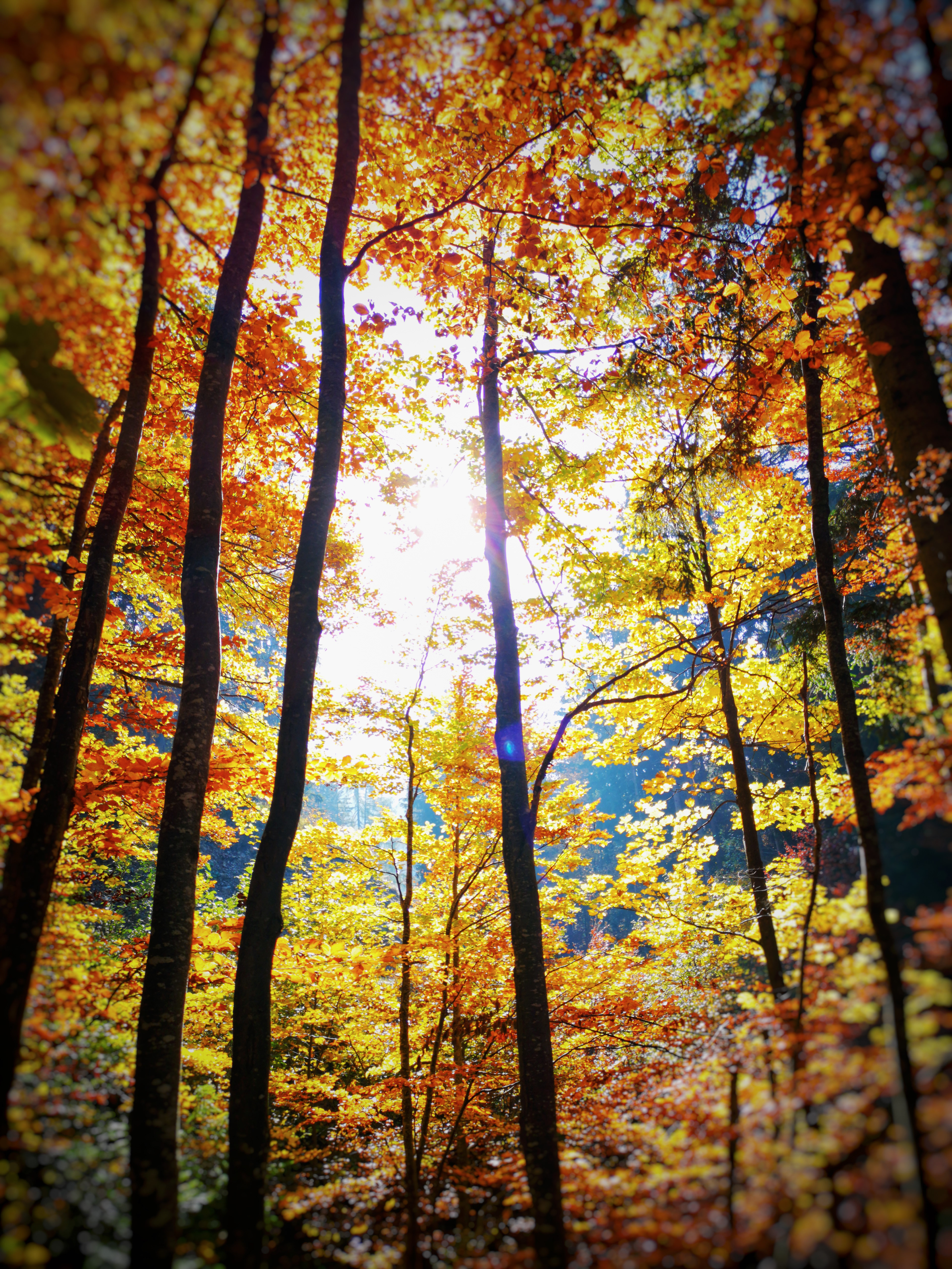 autumn