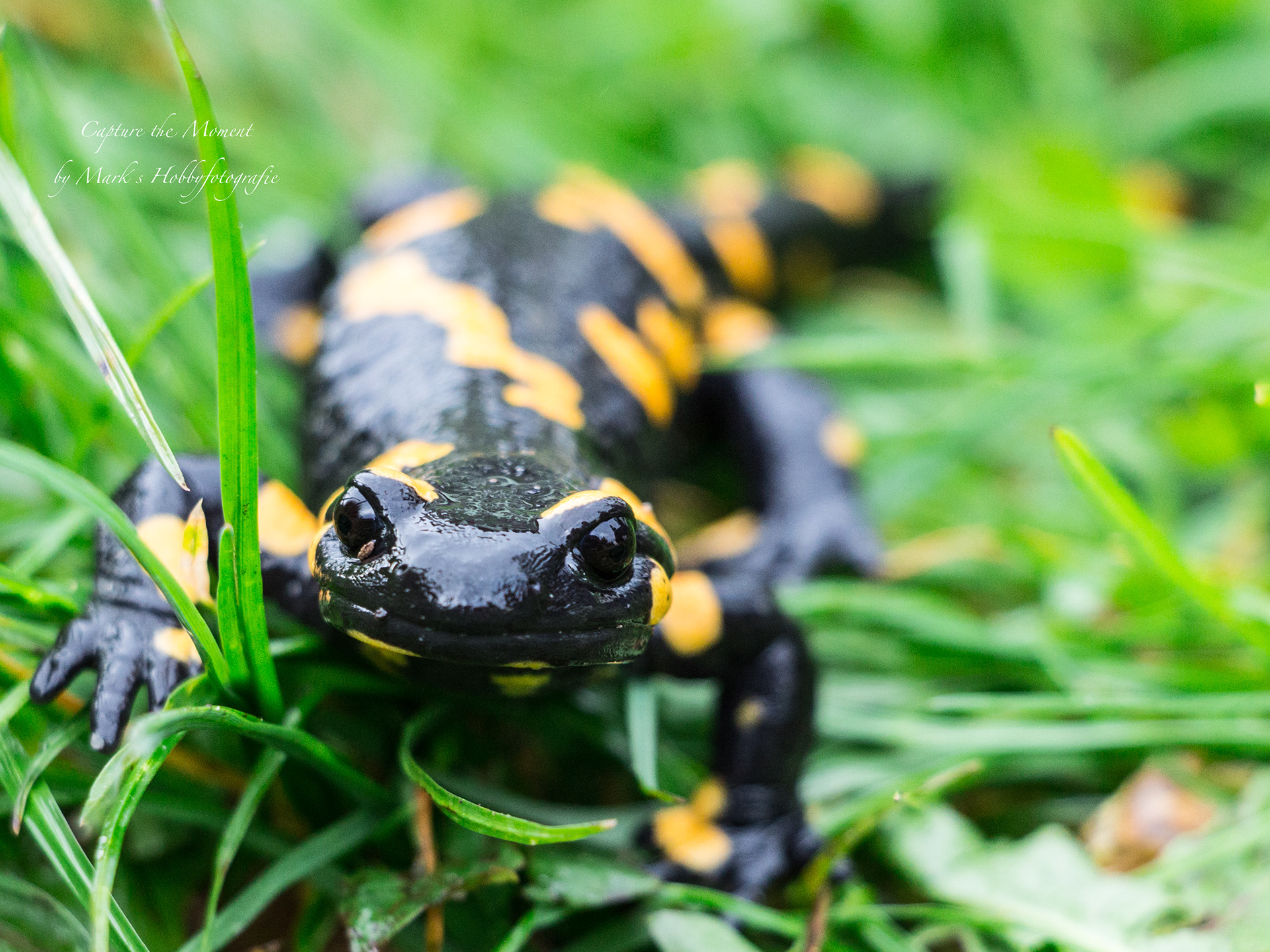 Salamander