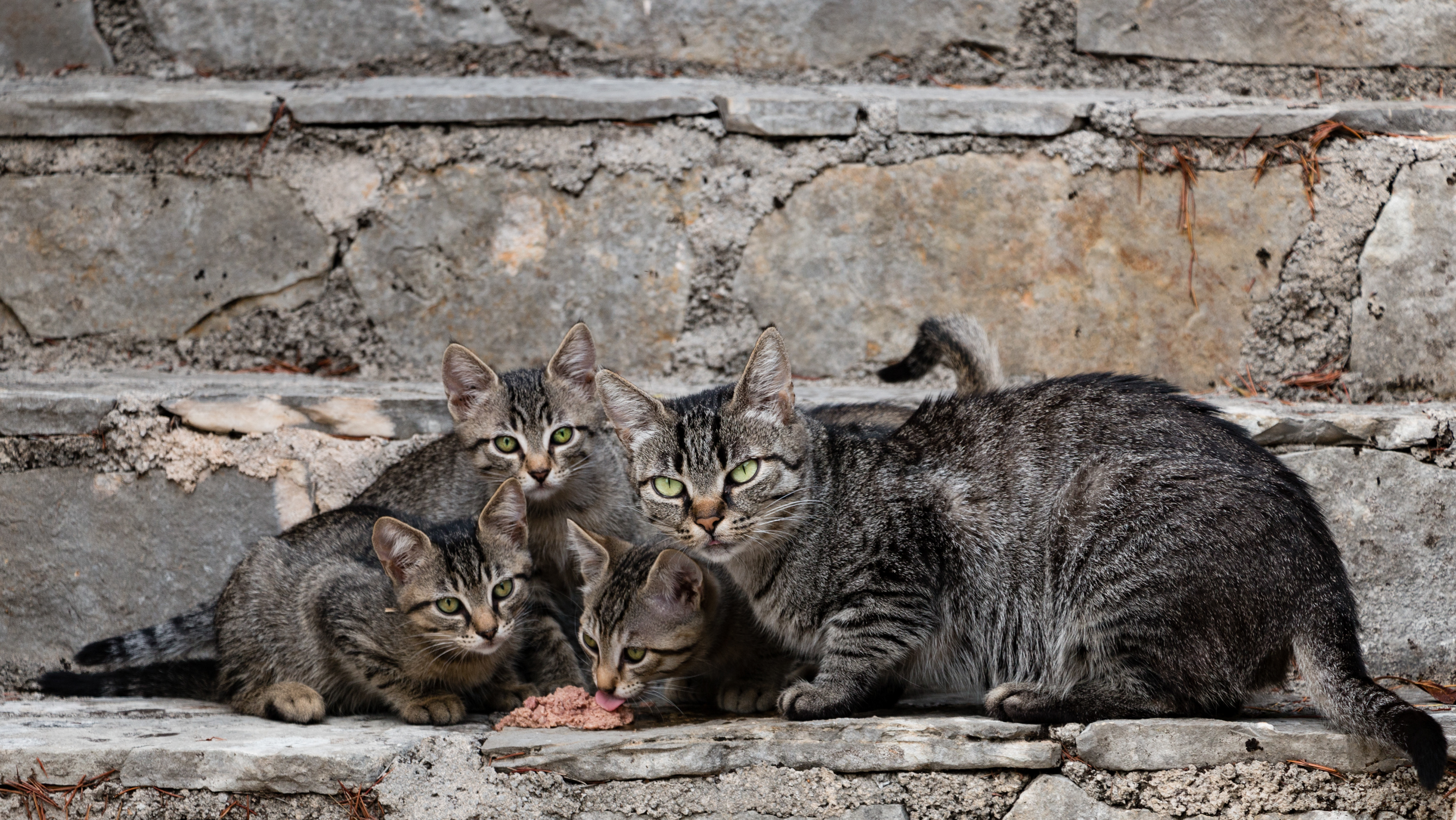 Cats 