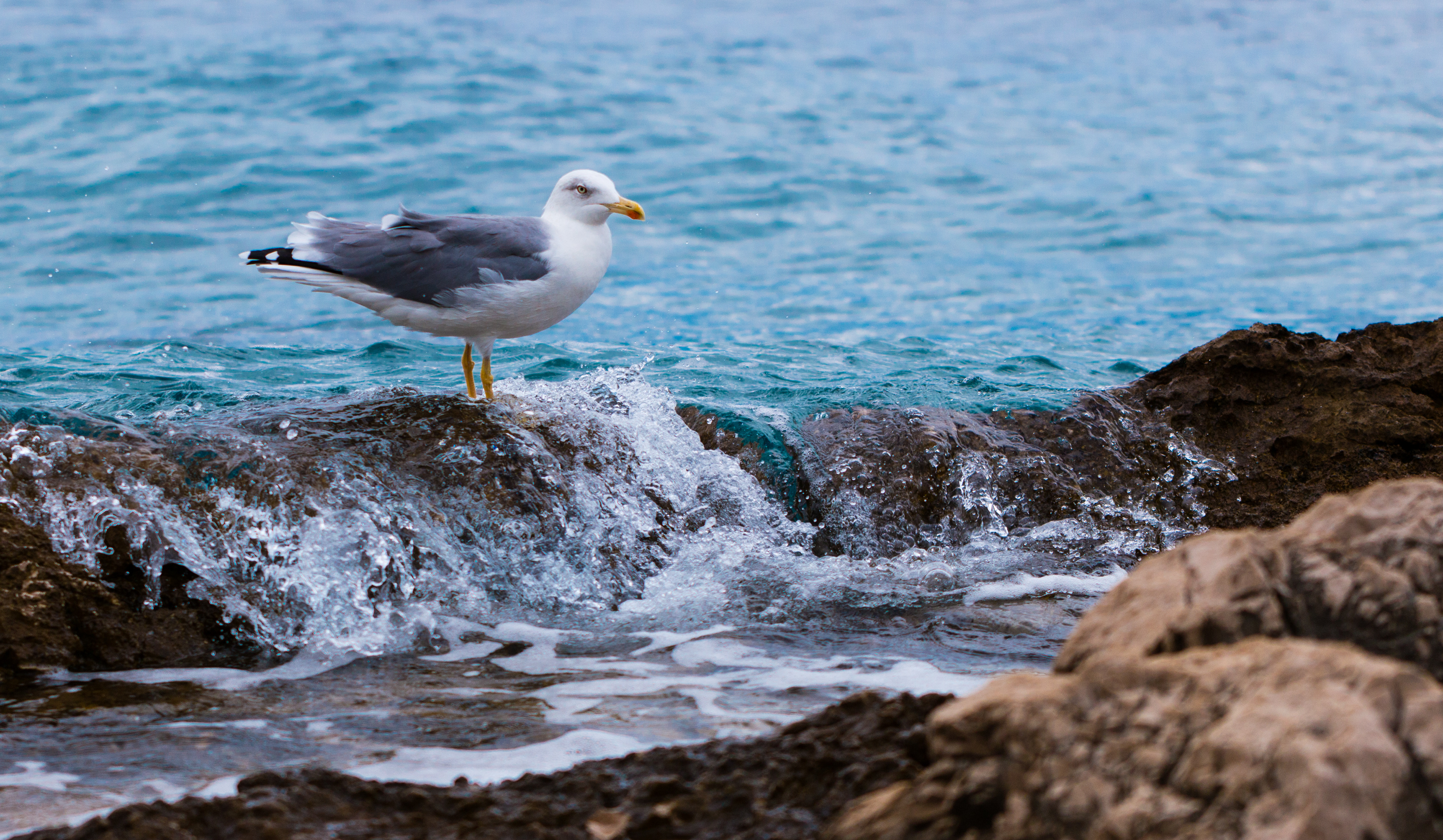 seagull