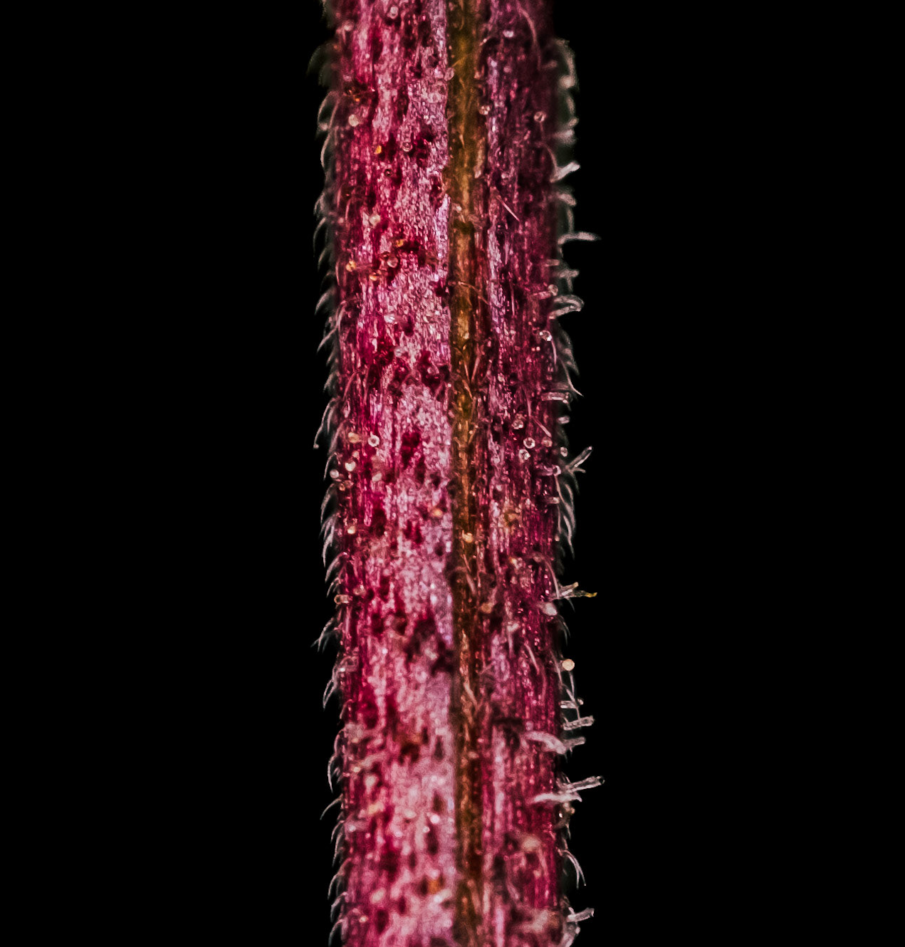 Magnification of a petiole (stalk that joins a leaf to a stem)
