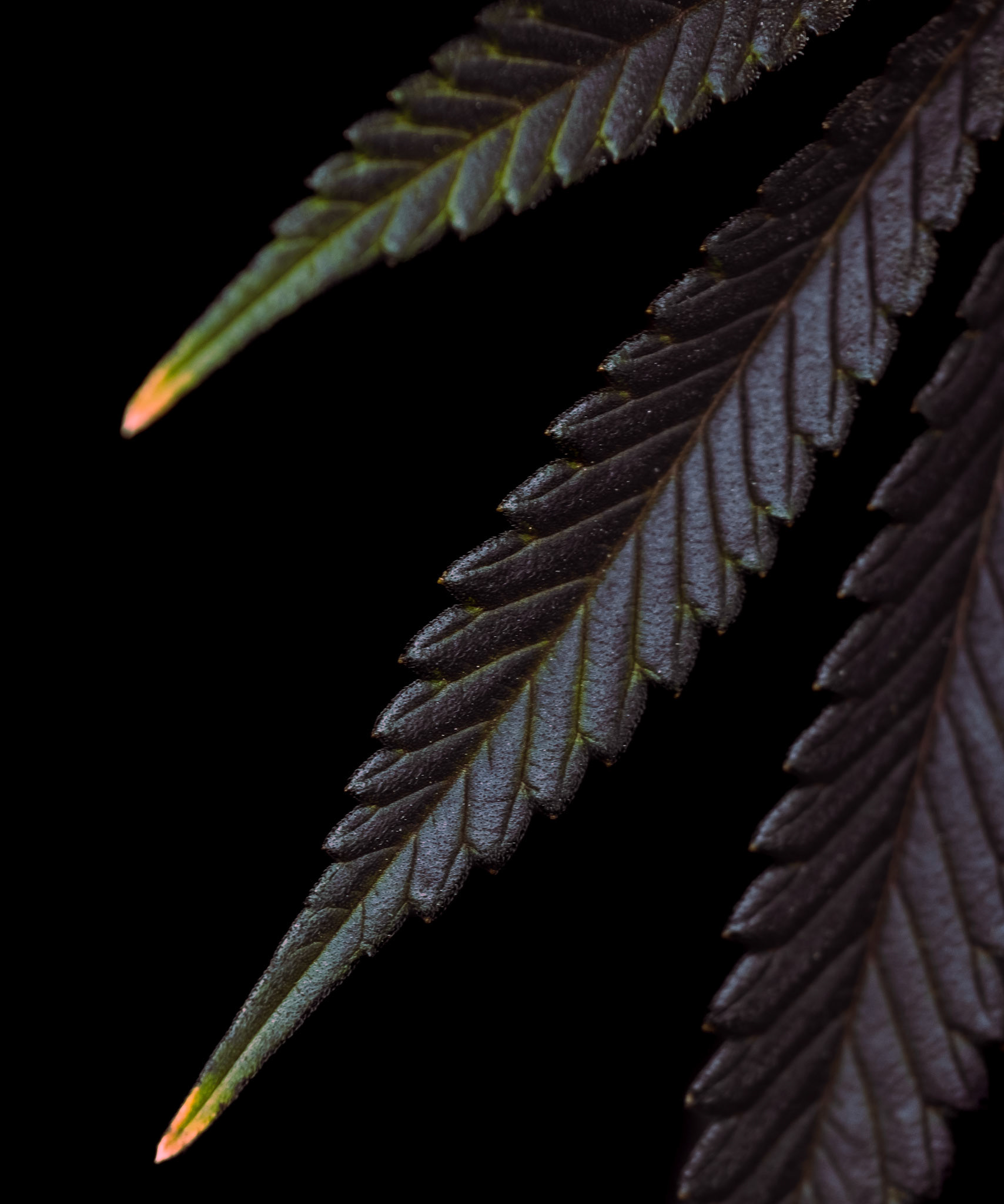 Cannabis leaf senescence