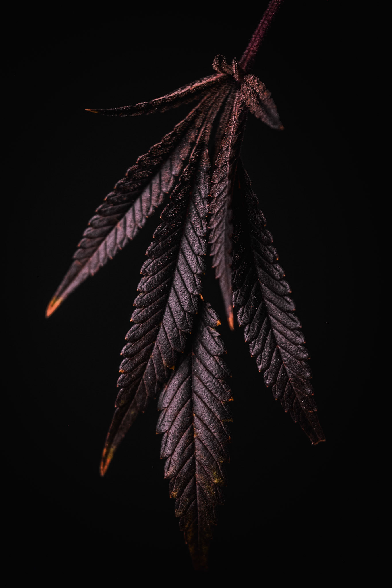 Leaf hanging from a branch at day of harvest