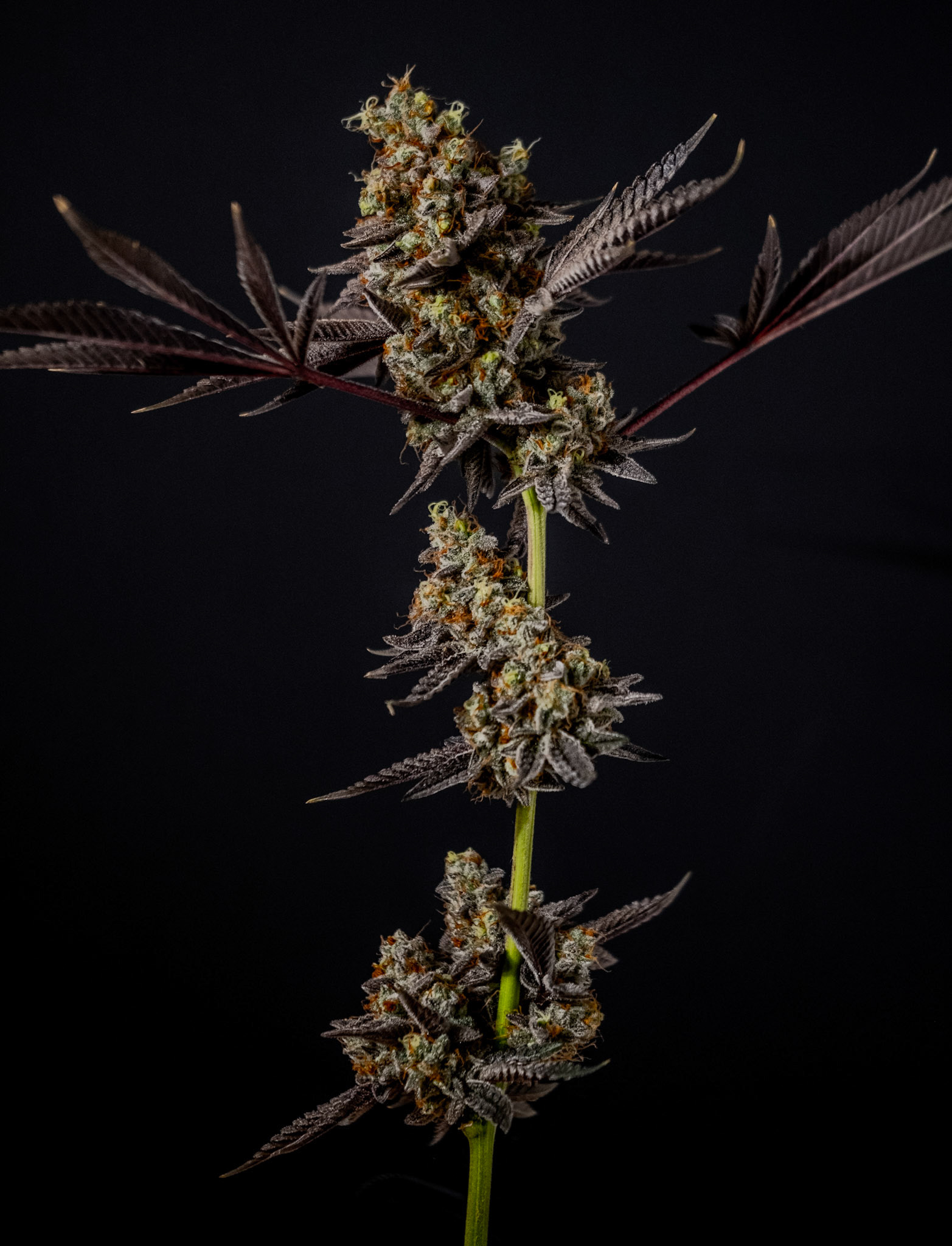 Poddy Mouth top cola at day of harvest