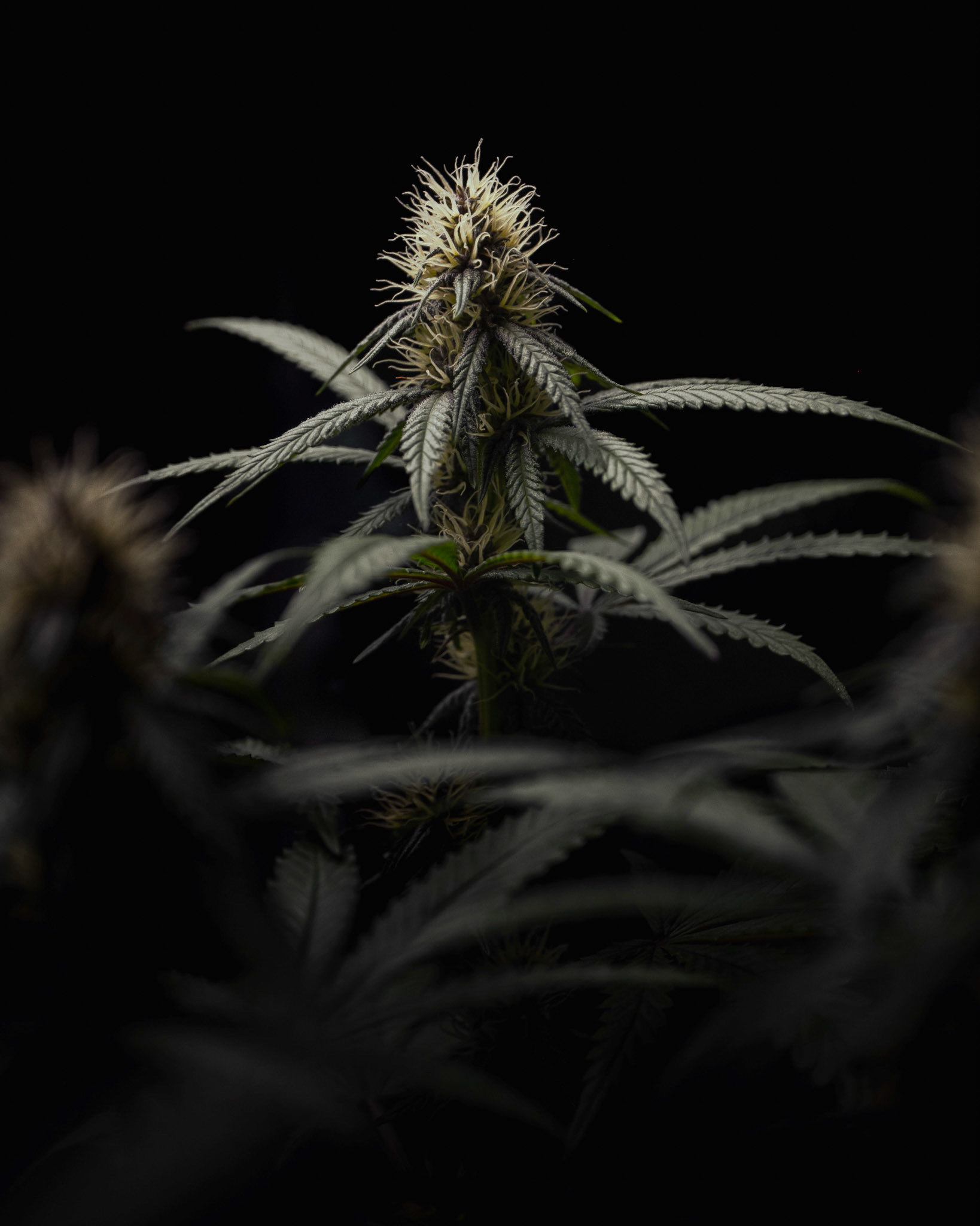 HendRx Wedding Tree mid flower