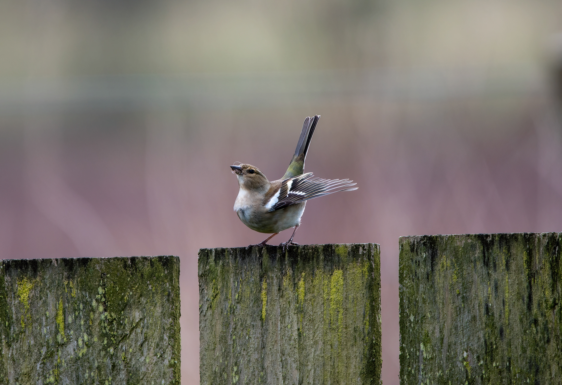 Female Chaffinch posturing on a wooden fence