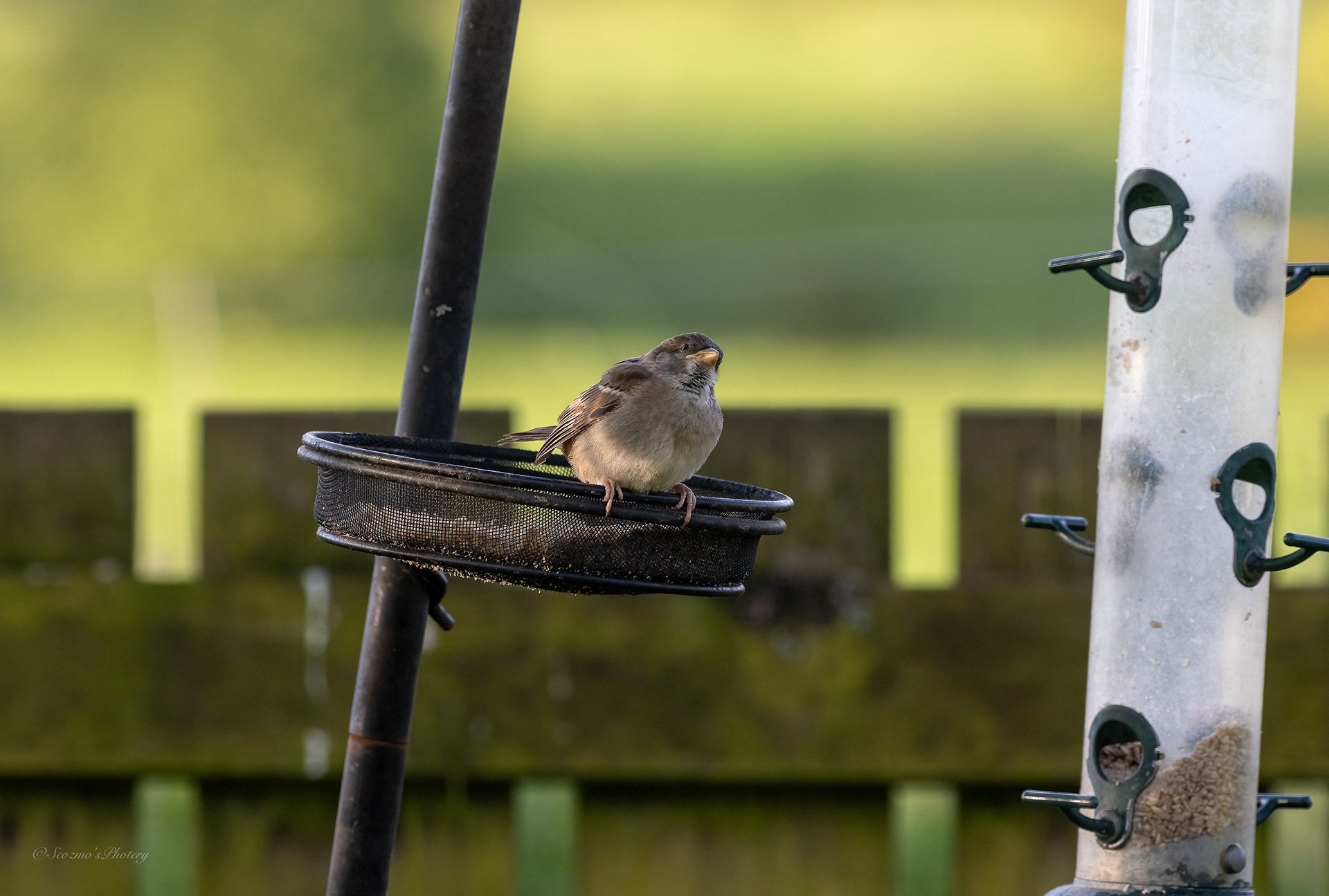 House Sparrow youngster on a feeder