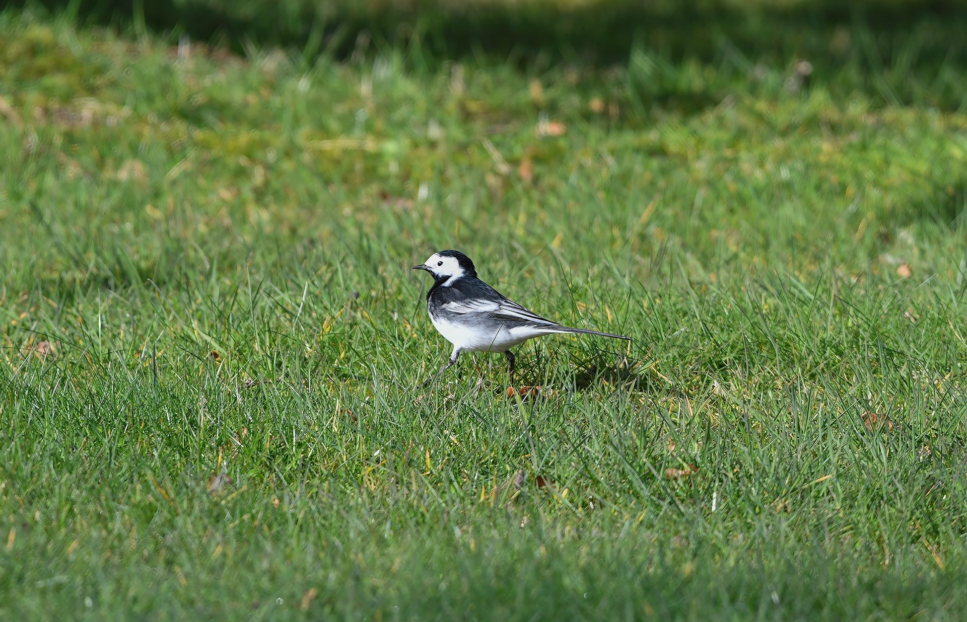 A black and white Pied Wagtail strutting over the grass