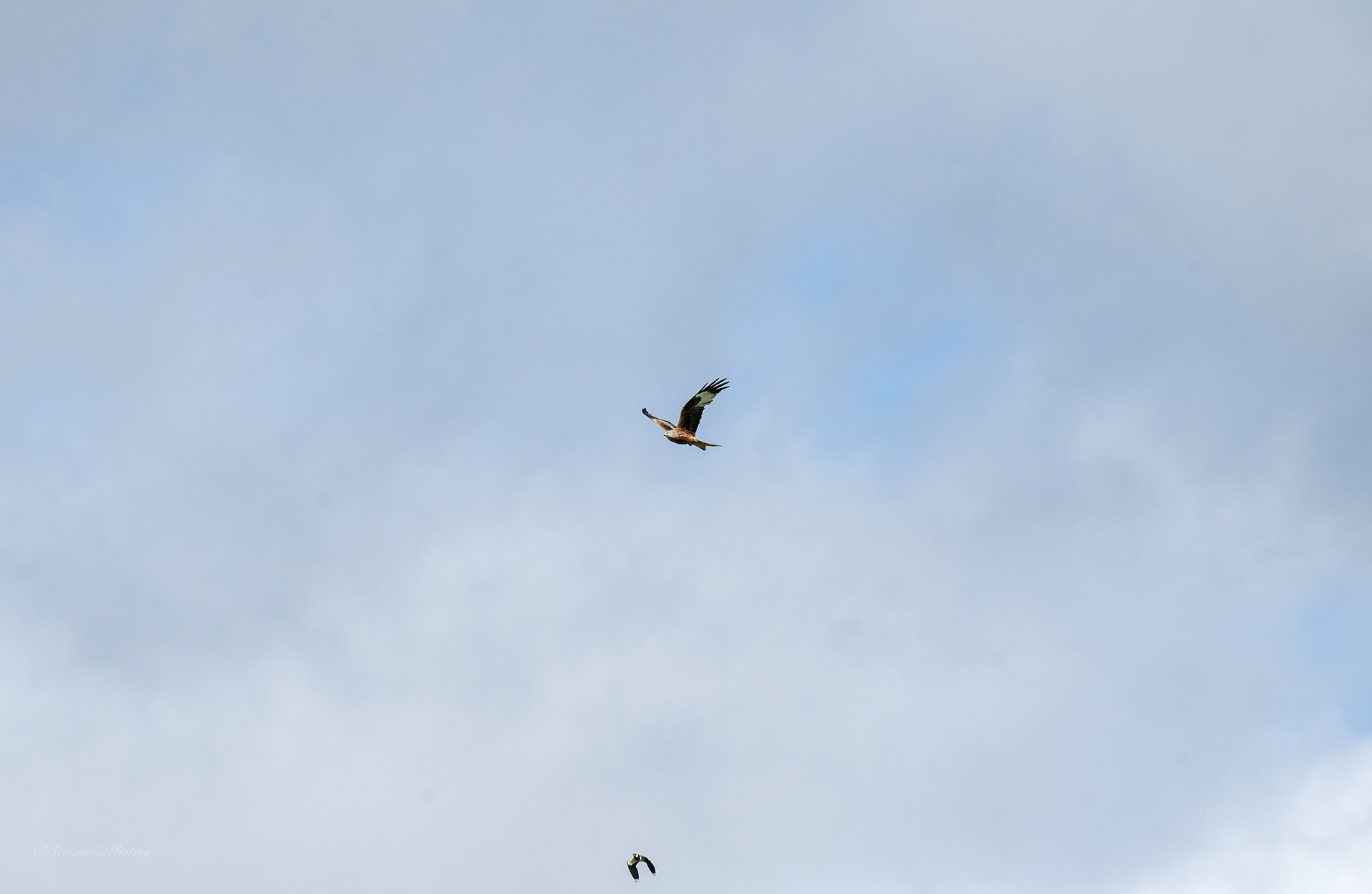 Up comes a Lapwing