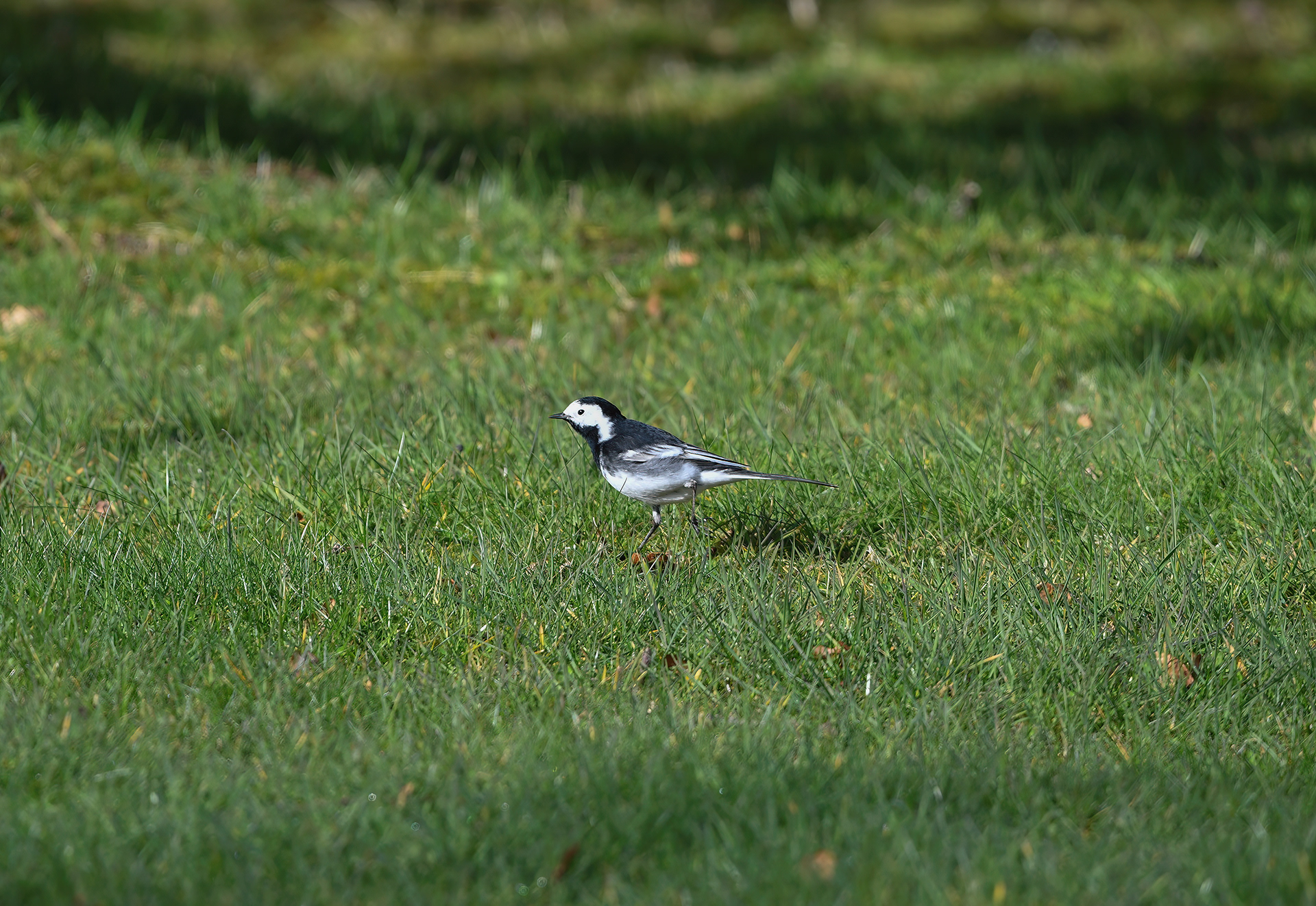 A black and white Pied Wagtail strutting over the grass