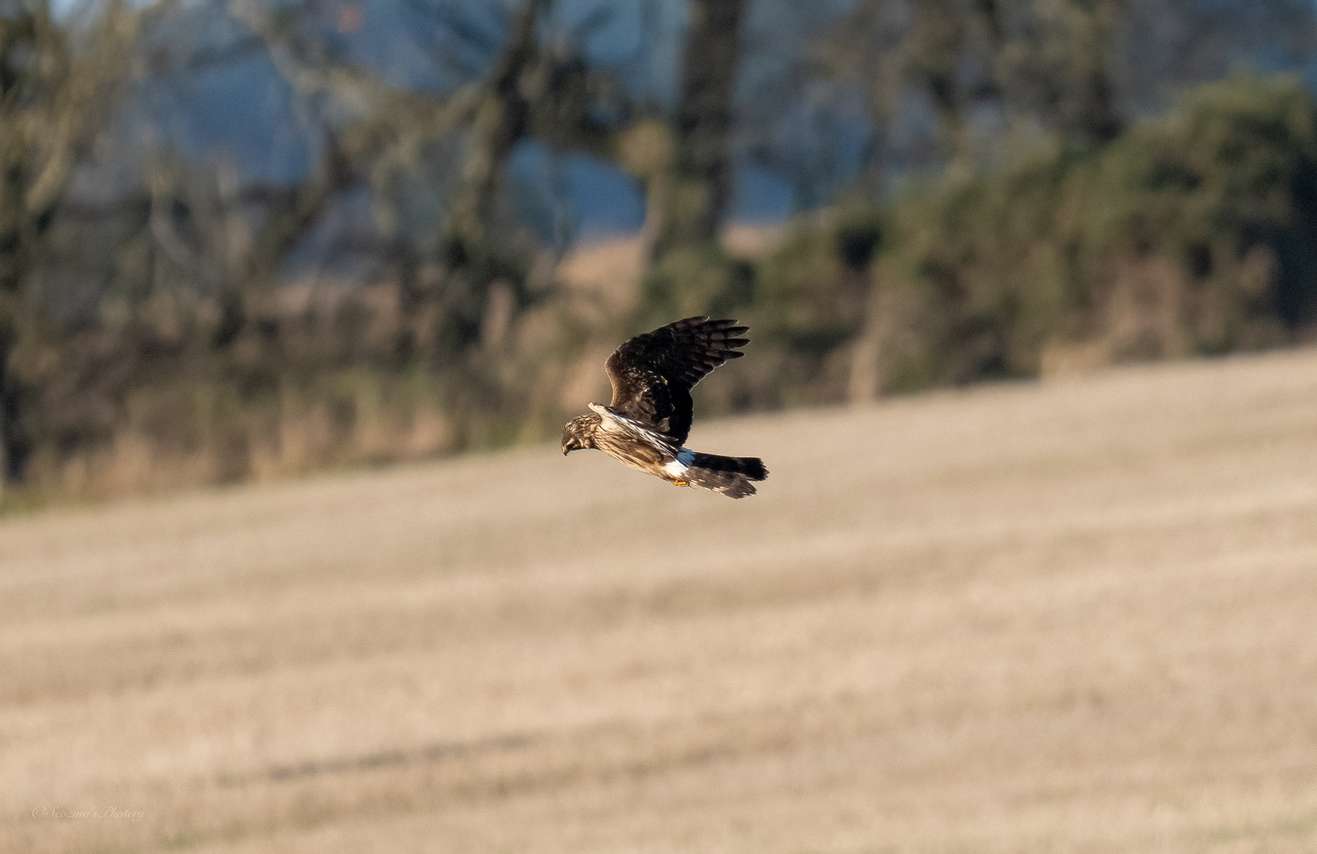 Female Hen Harrier