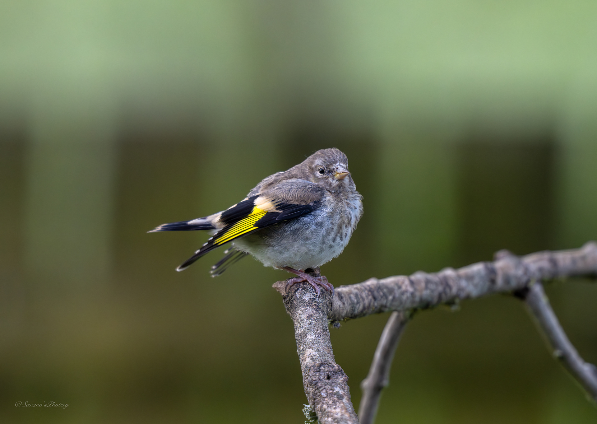 Goldfinch youngster
