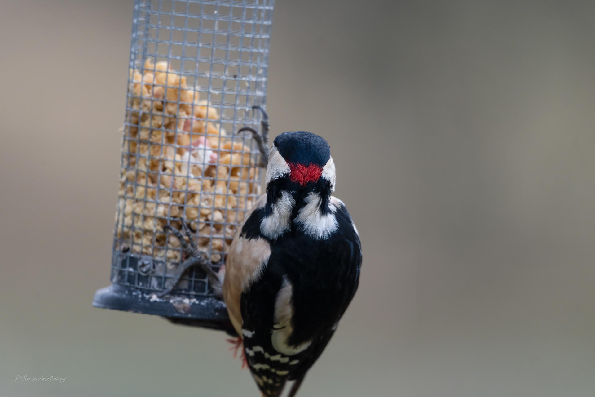 Male
