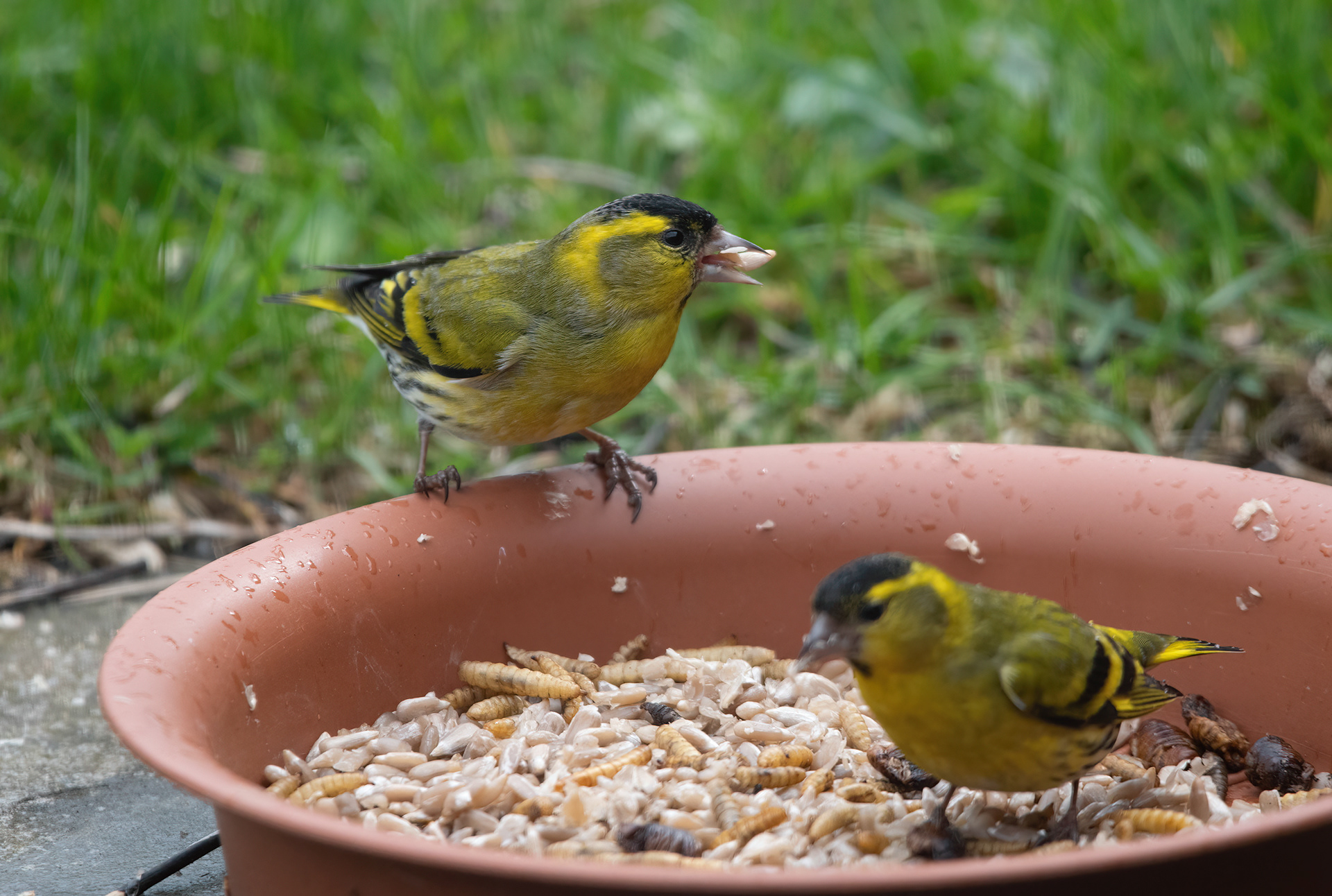 Two male Siskin on a dish on our patio