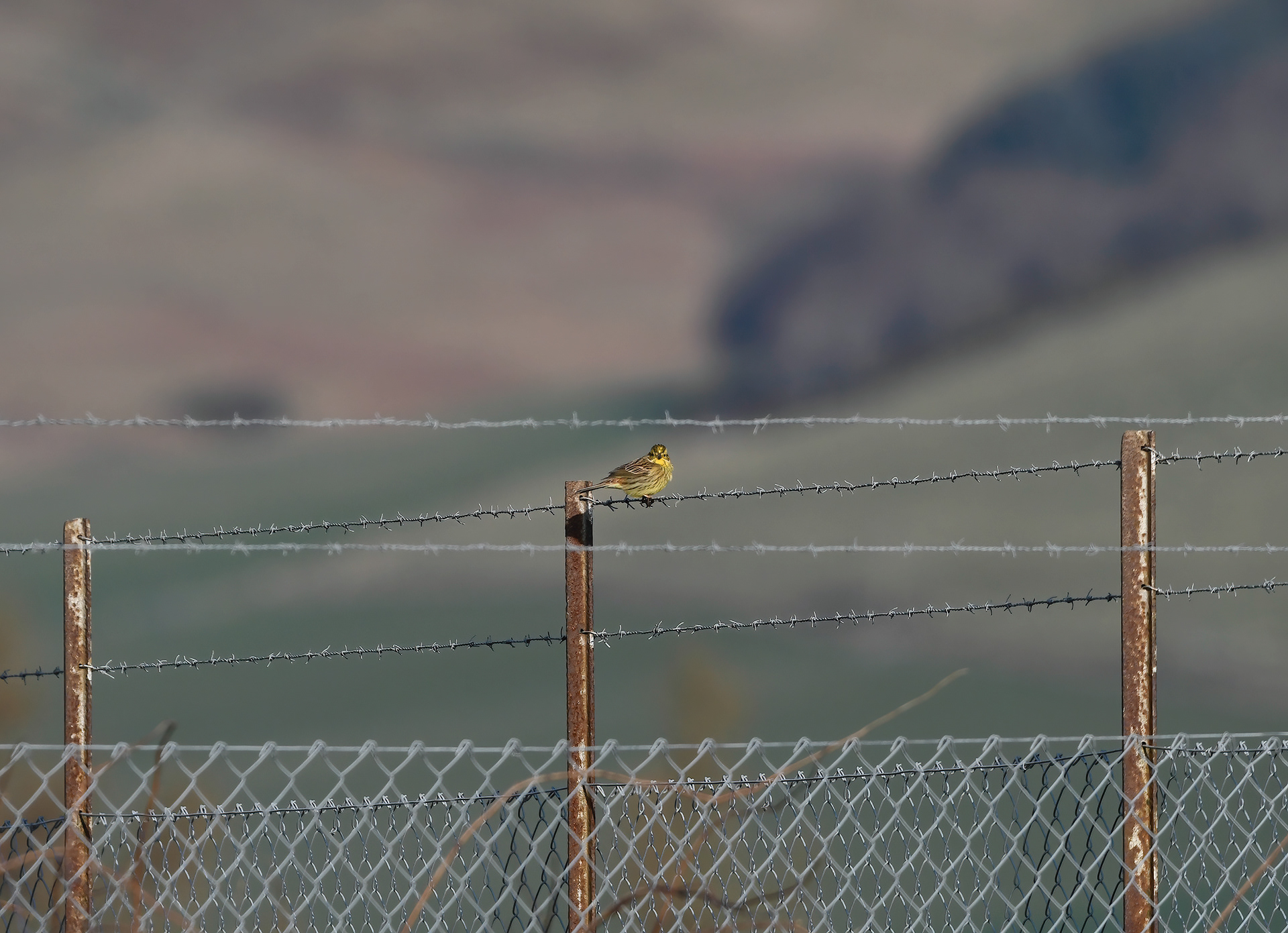 A yellowhammer on a barbed wire fence, looking back towards the camera, showing off the dark & yellow striping.