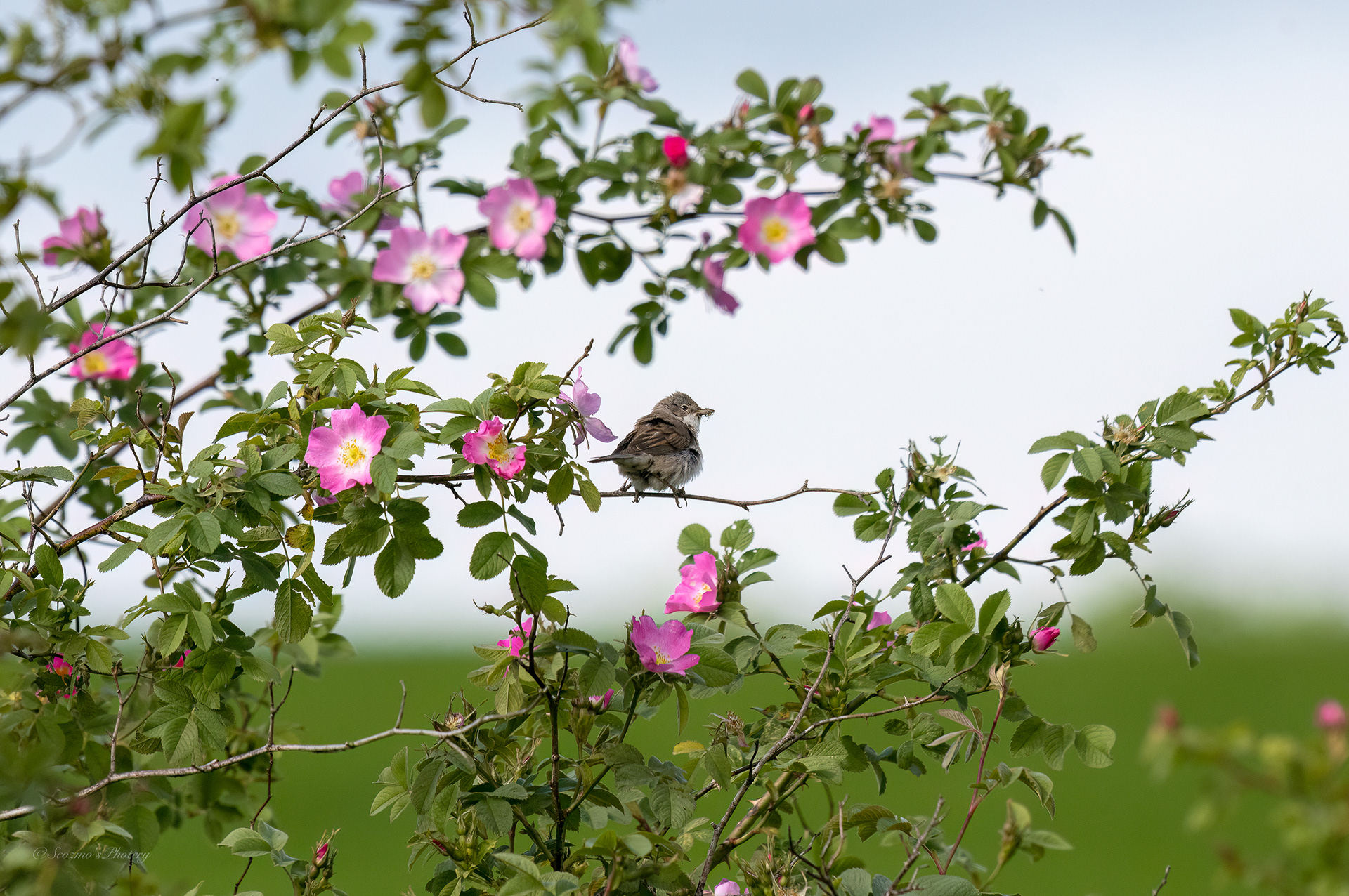 Sitting in a wild rose closeup