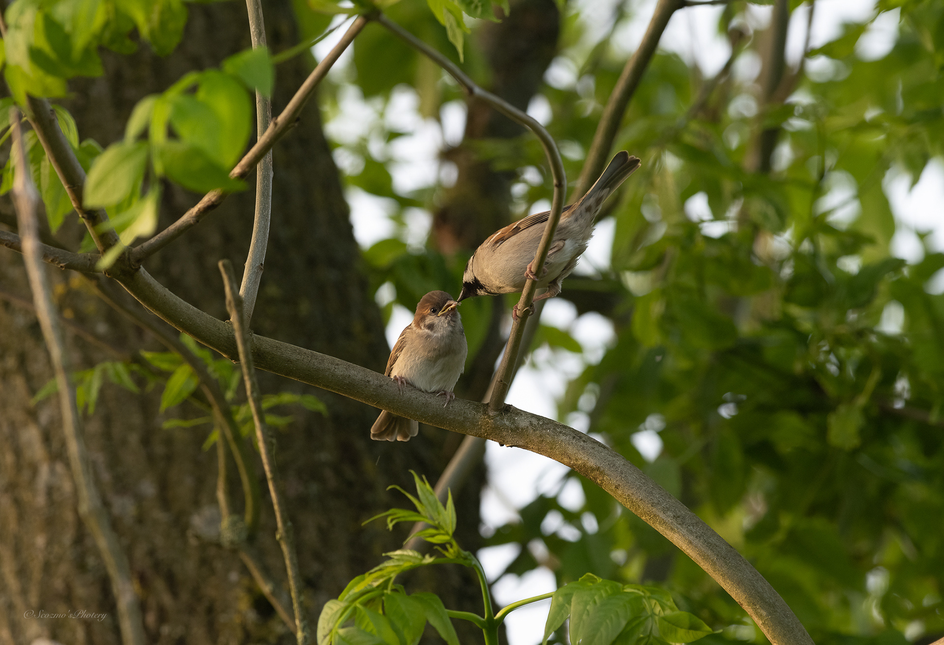 Young Tree Sparrow being fed