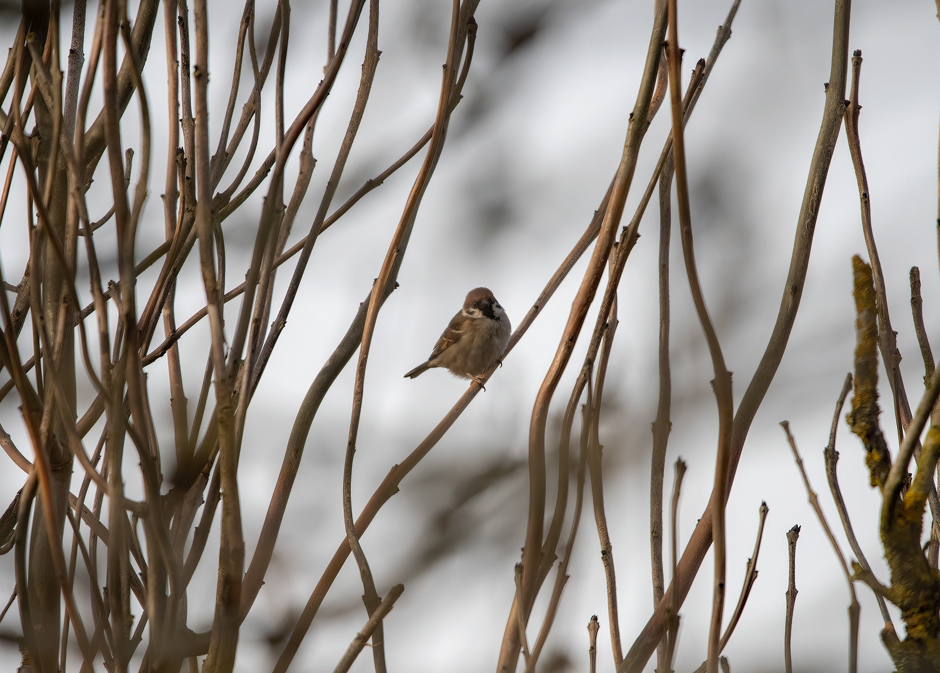 A Tree Sparrow in our hedge