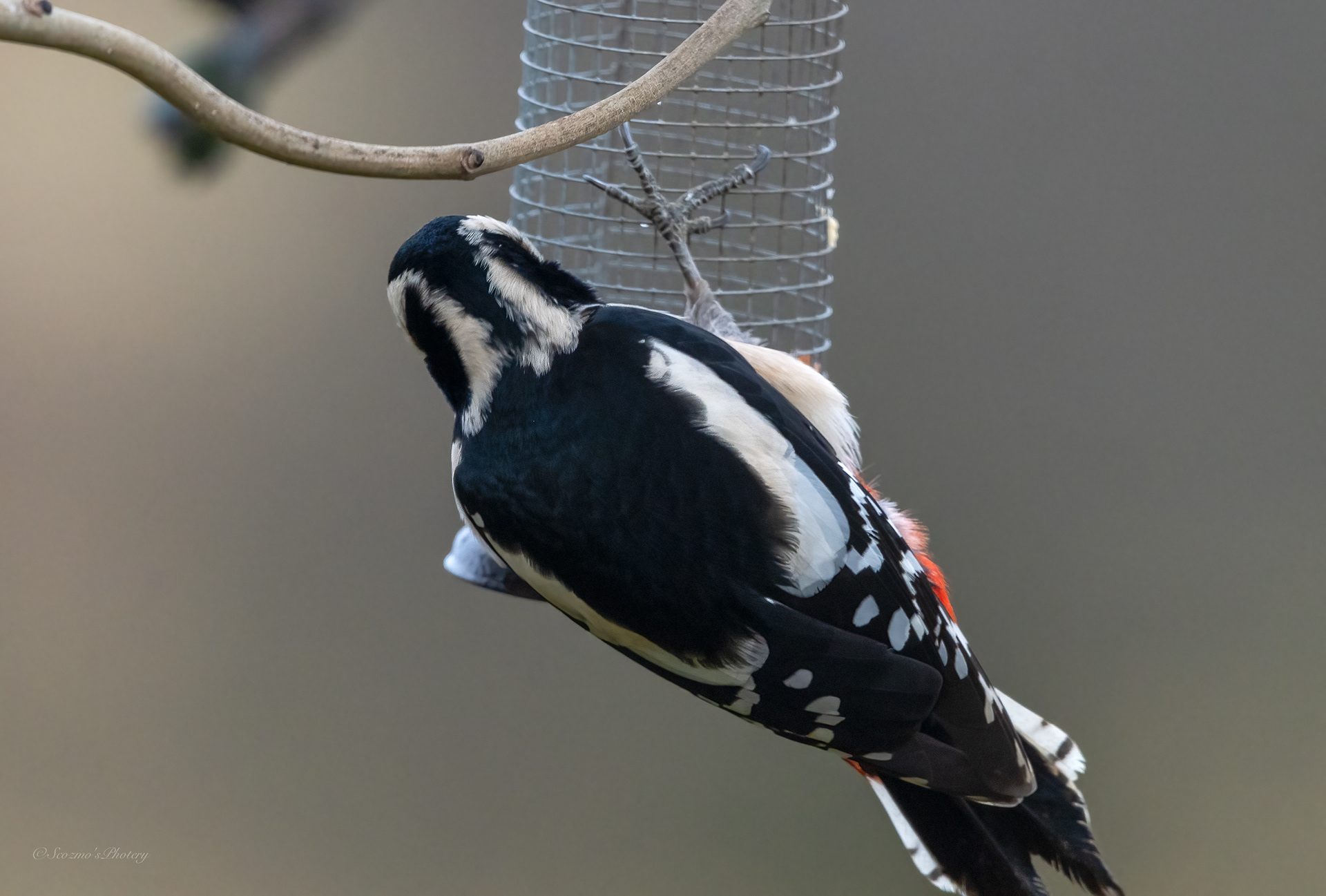 Female