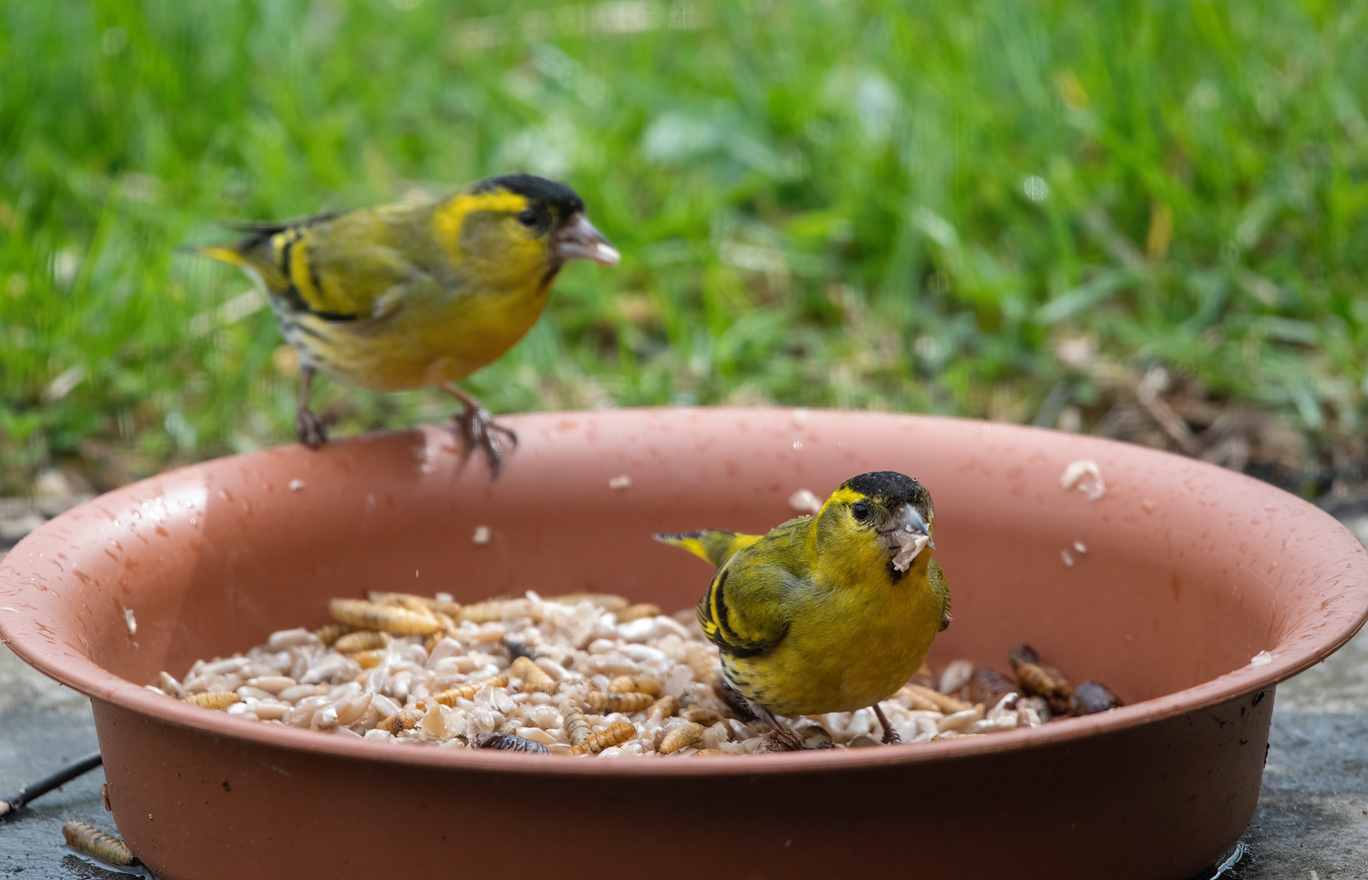 Two male Siskin on a dish on our patio