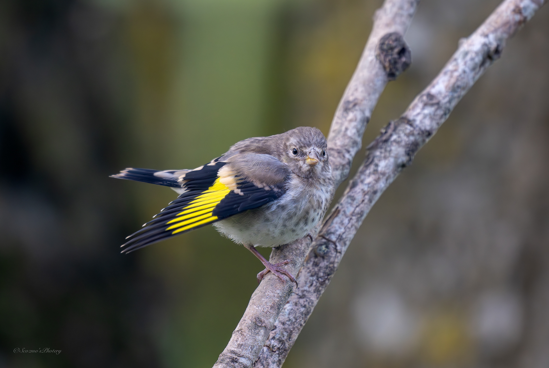 Goldfinch youngster