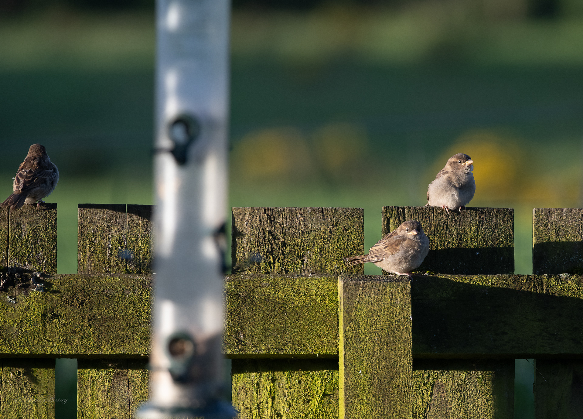 House Sparrow youngsters on the fence