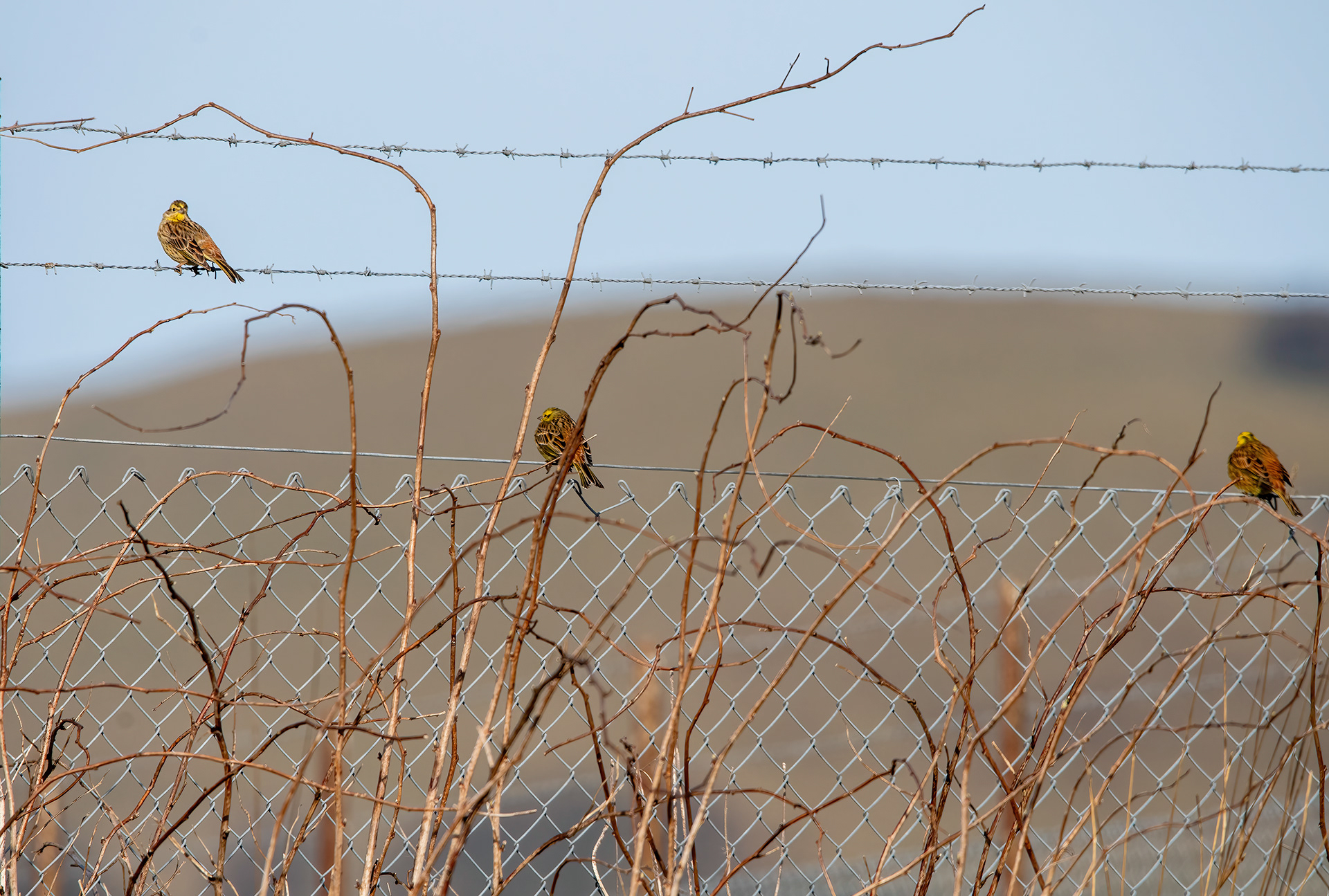 Three Yellowhammers on wire across the field, mainly brown birds with bright yellow colouring on the head, depending on the sex. Females don't show as much colour in Spring / Summer