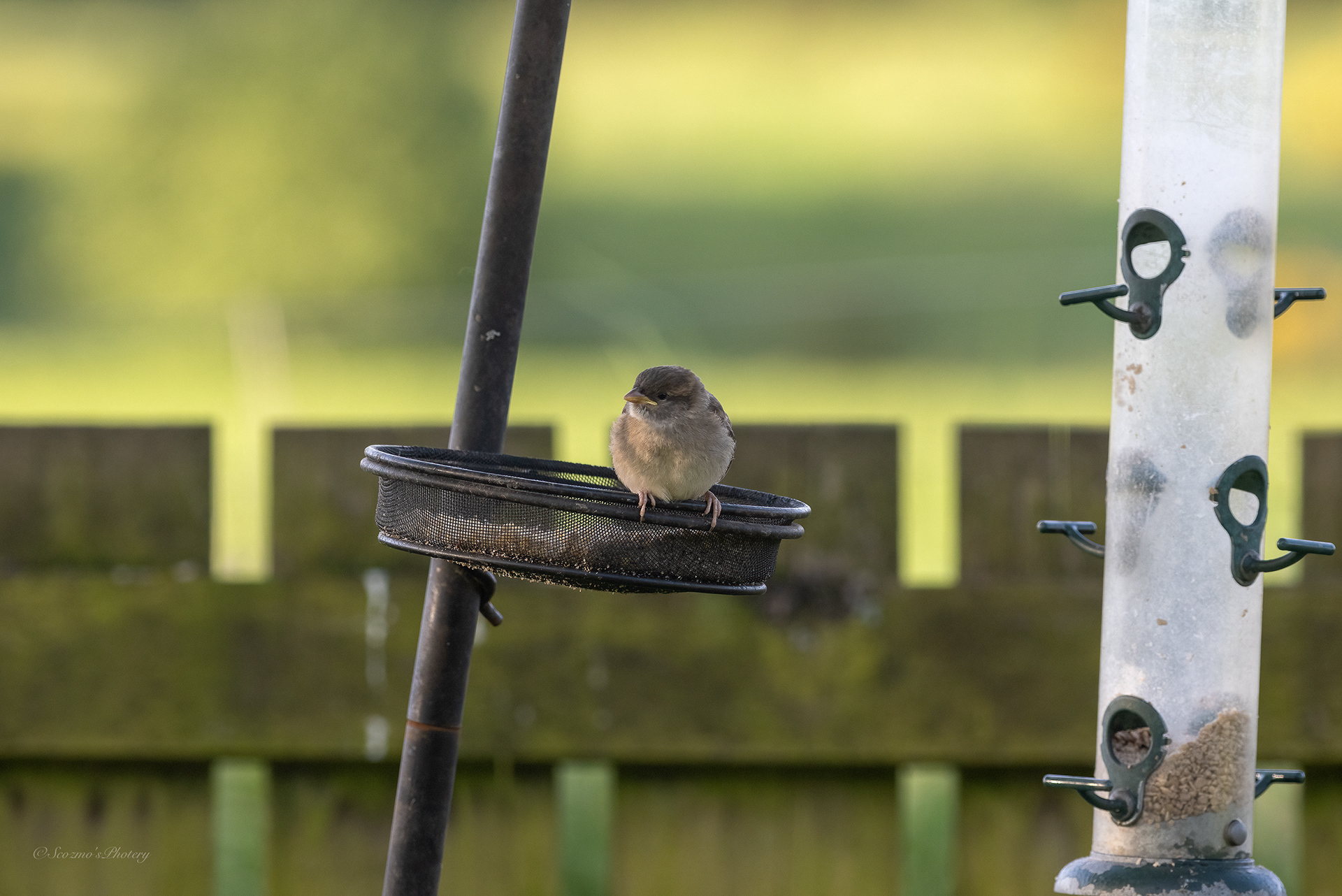 House Sparrow youngster on a feeder