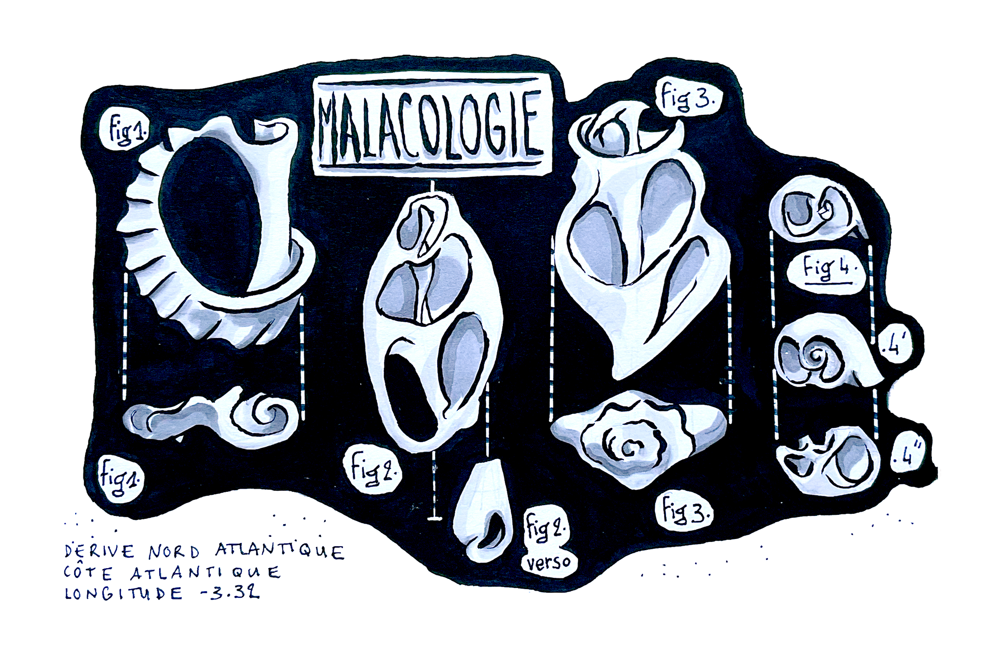Malacologie, feutres, 2017