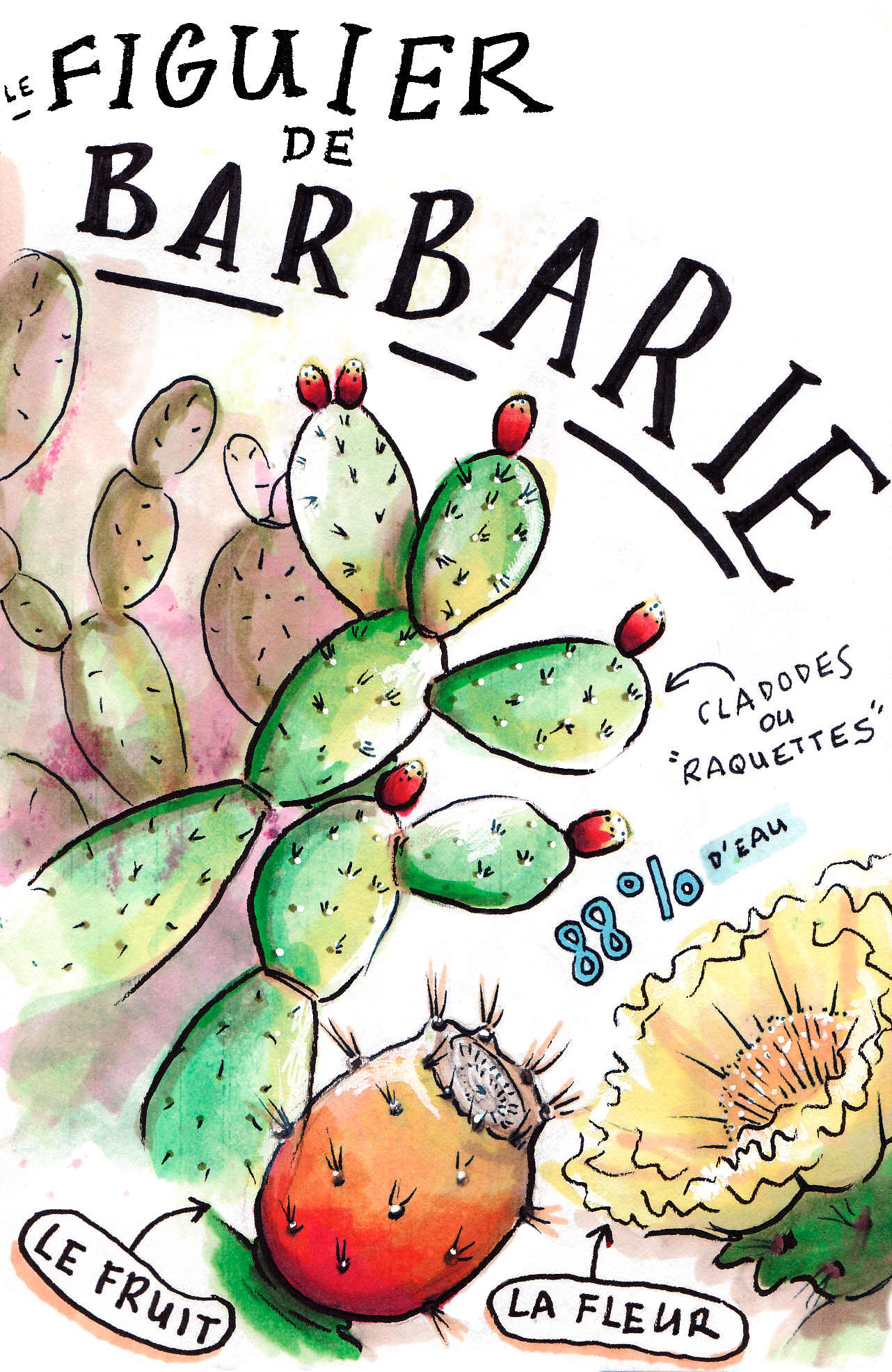 Herbier approximatif, aquarelle et feutres, 2019