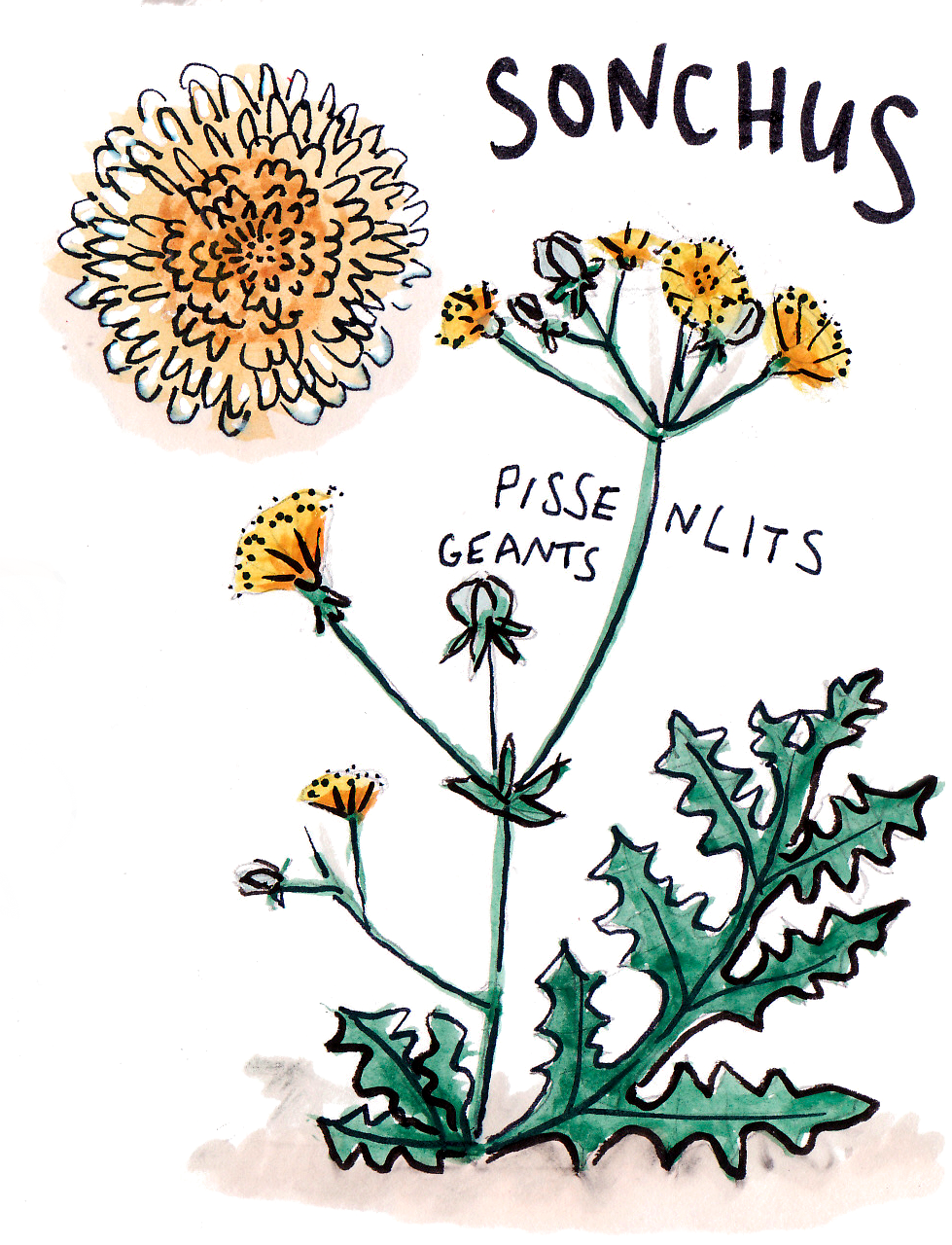 Herbier approximatif, aquarelle et feutres, 2019