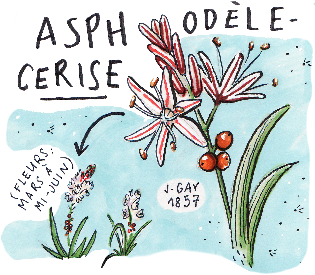 Herbier approximatif, aquarelle et feutres, 2019