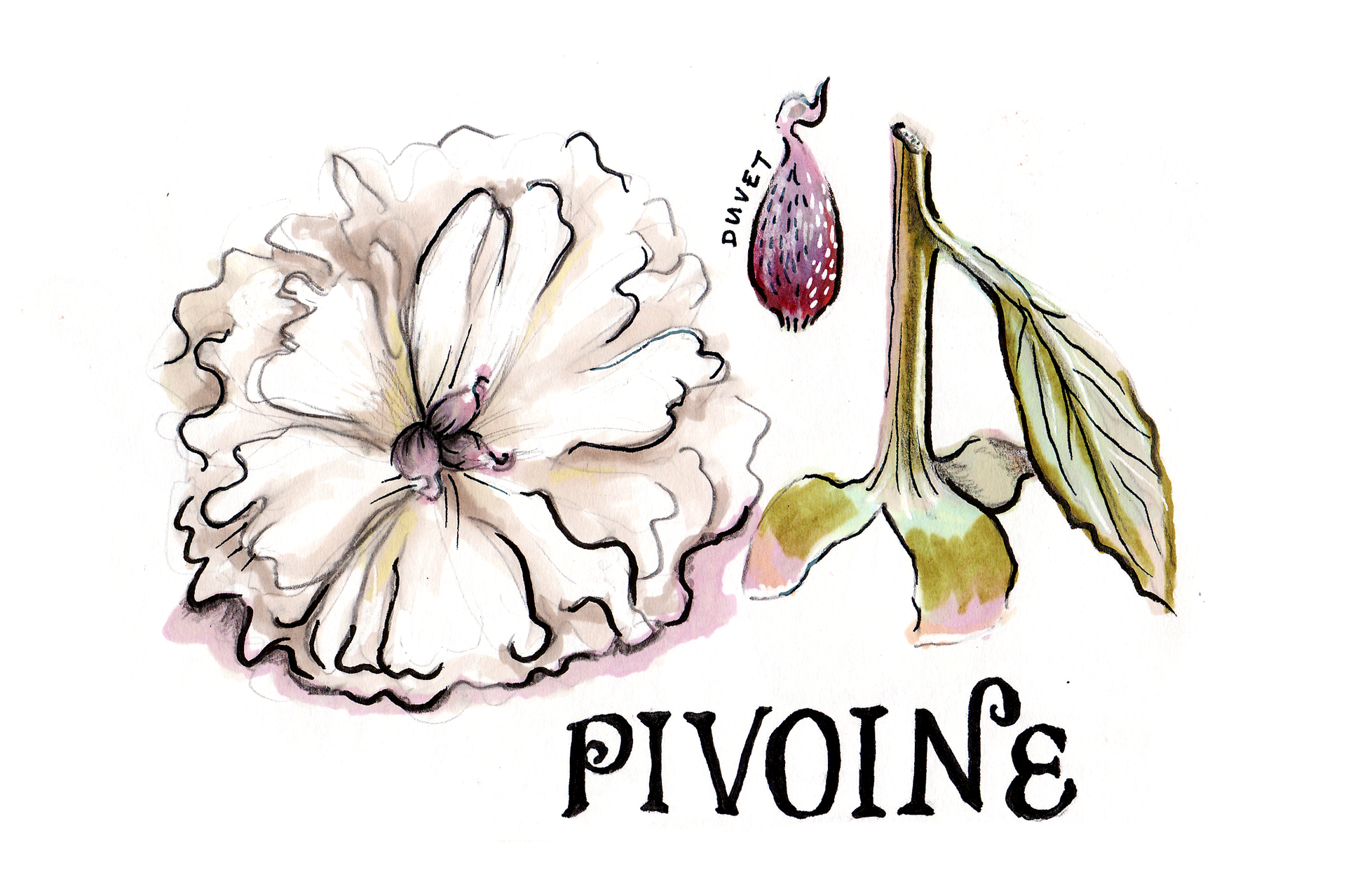 Herbier approximatif, aquarelle et feutres, 2019