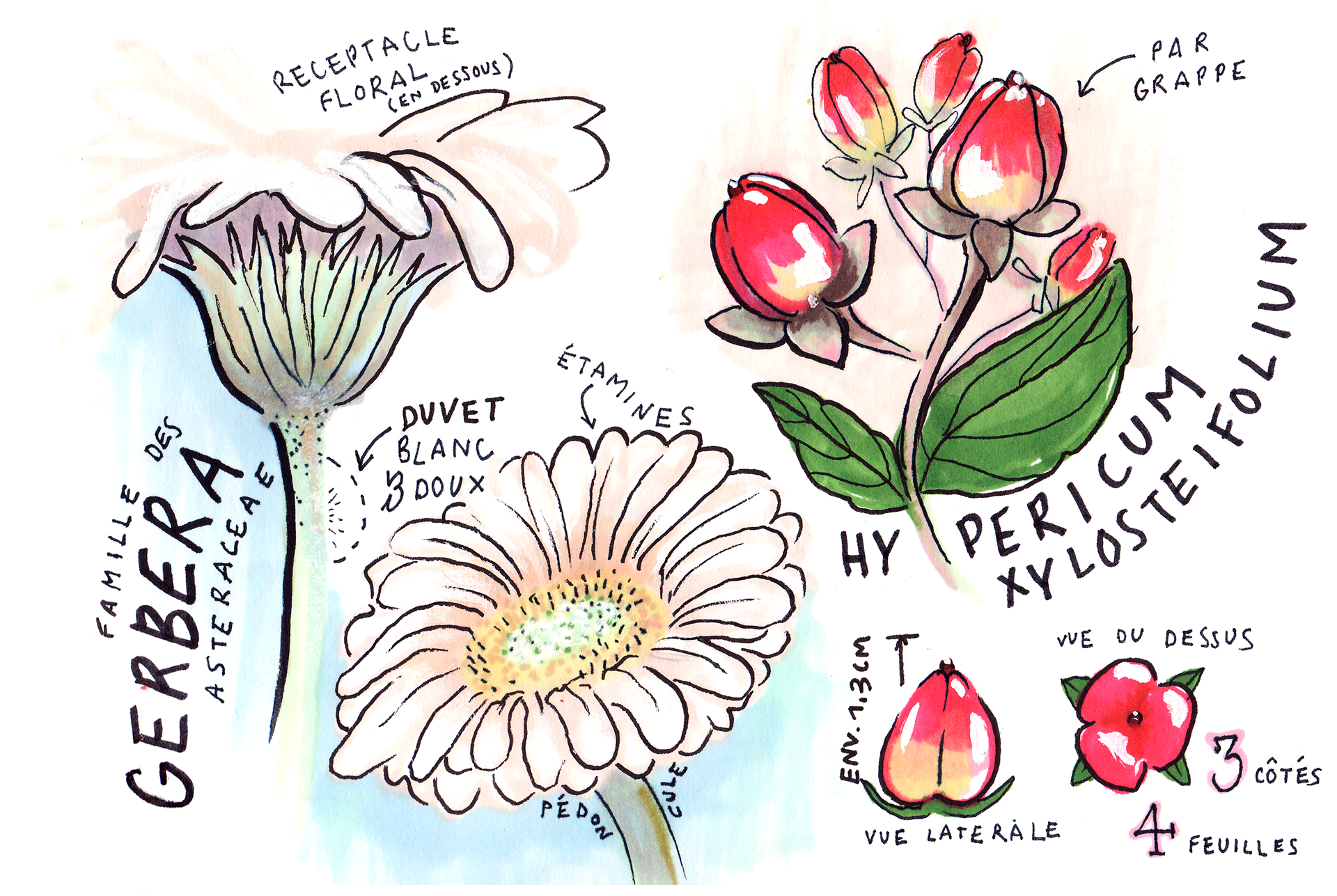 Herbier approximatif, aquarelle et feutres, 2019