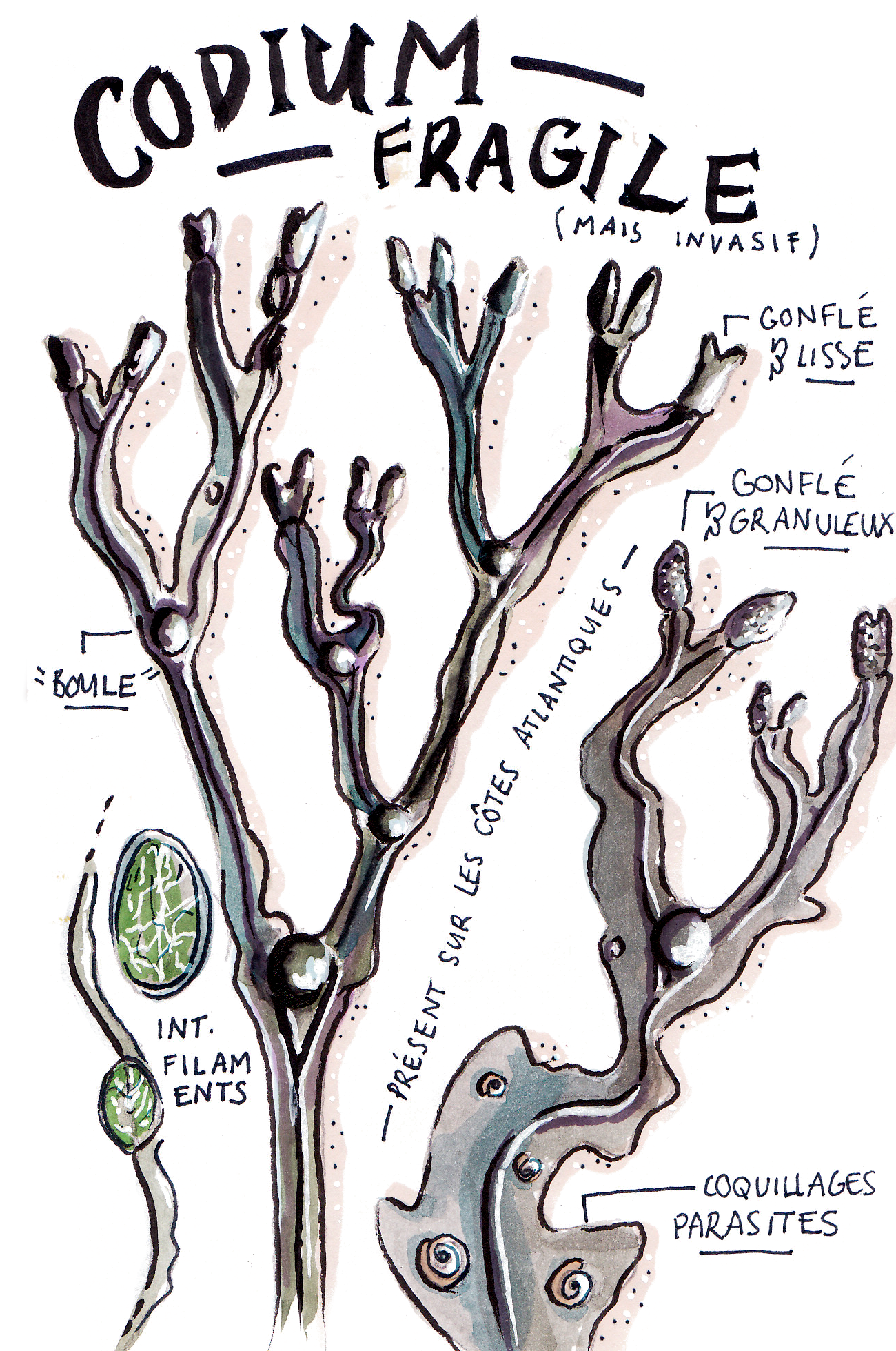 Herbier approximatif, aquarelle et feutres, 2019