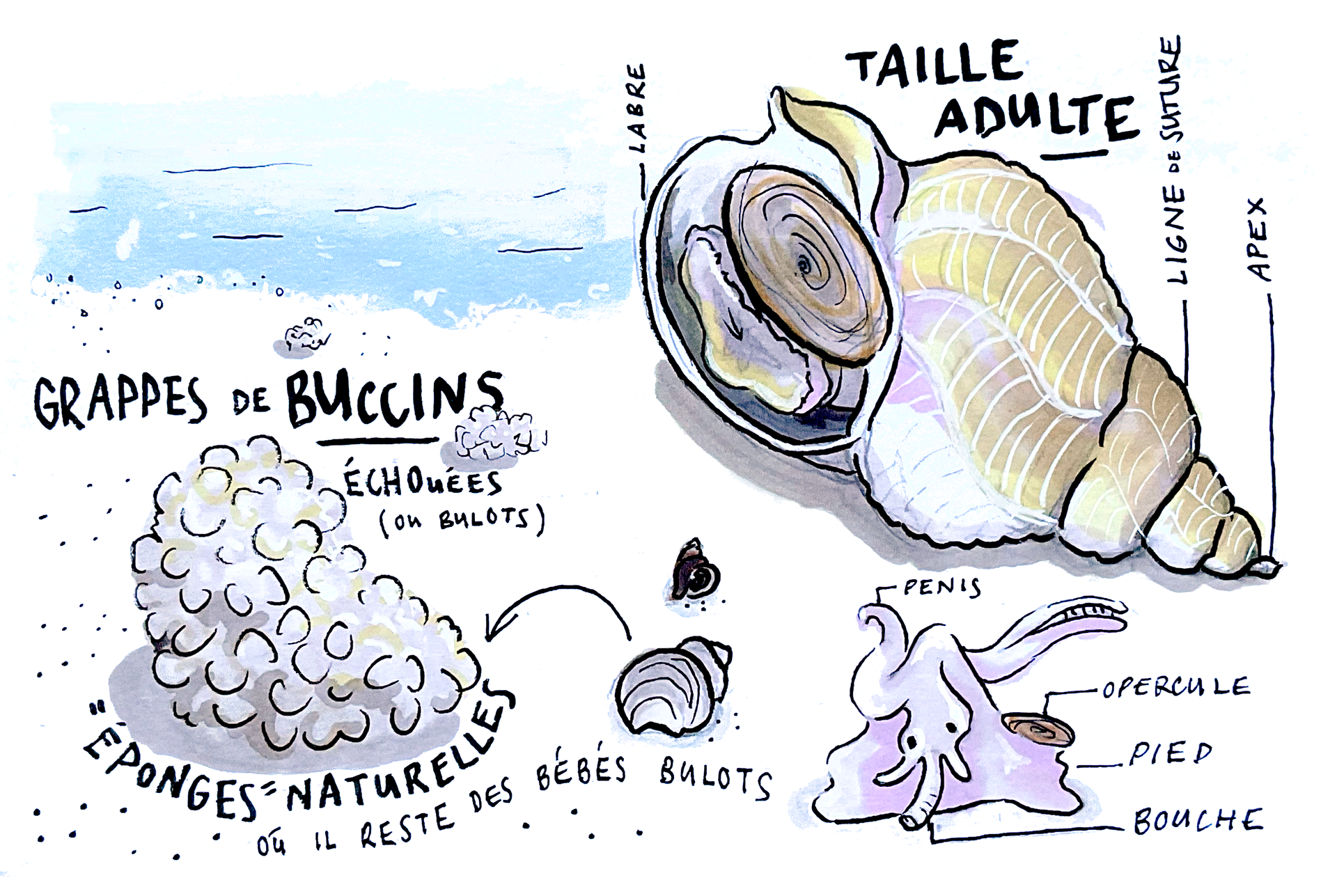 carnet de croquis, aquarelle et feutres, 2018