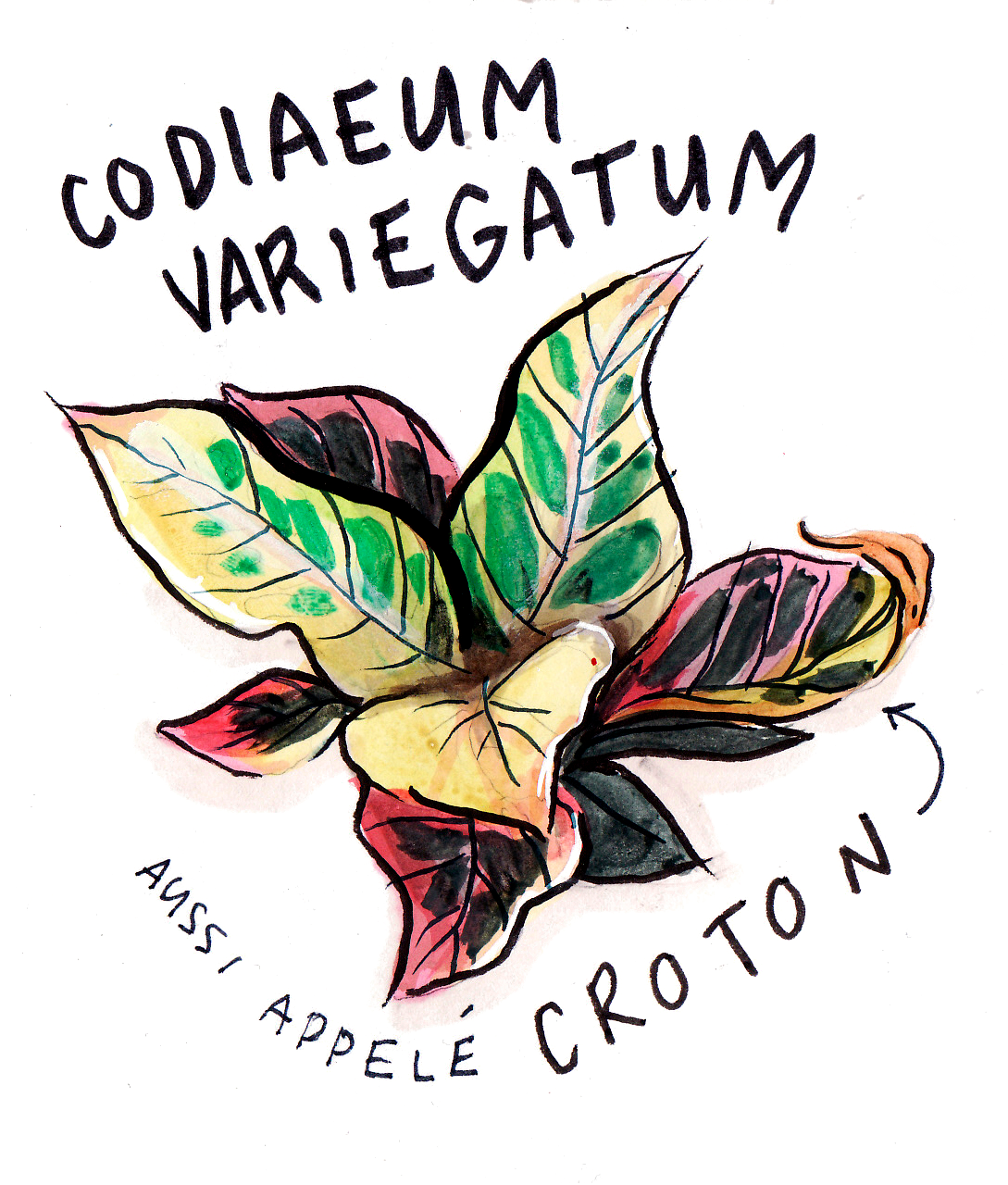 Herbier approximatif, aquarelle et feutres, 2019