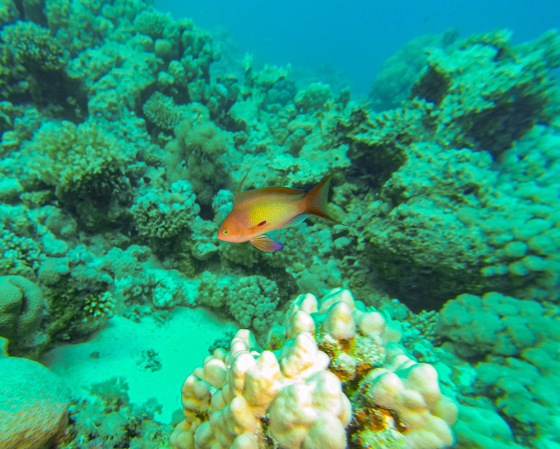 Hisi 4K Camera