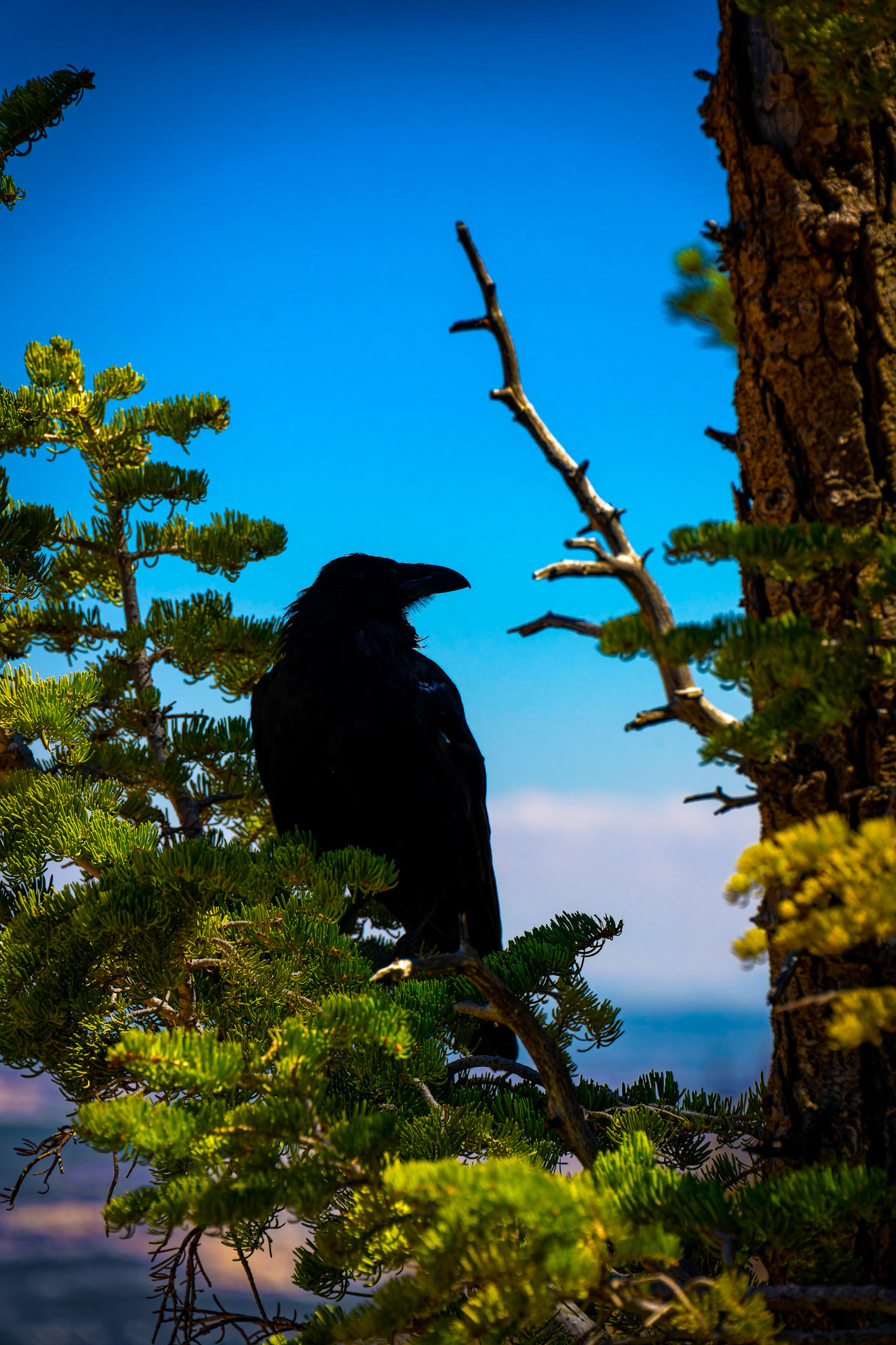 Raven, Bryce Canyon National Park, Utah